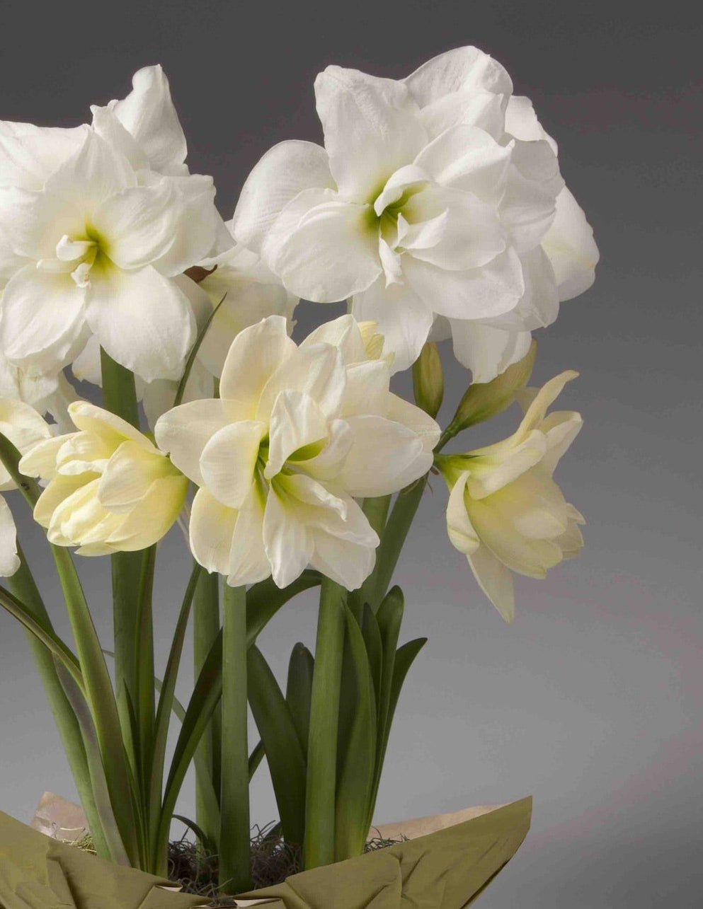 Yılbaşı Özel Amaryllis