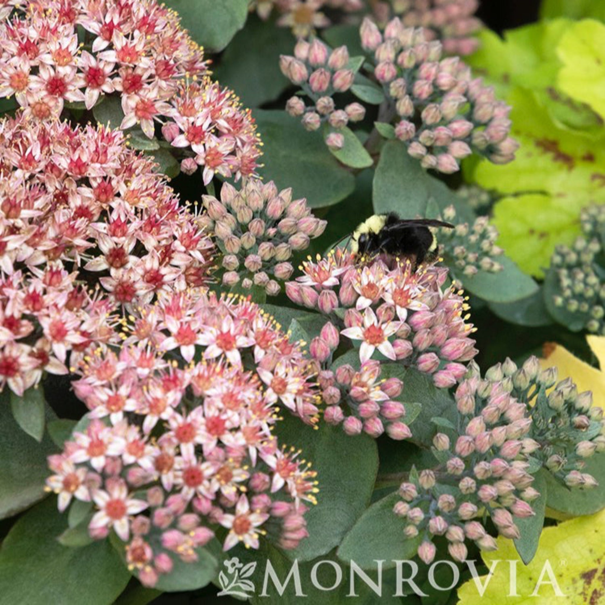Evolution™ Emerald Ice Damkoruğu (Sedum)