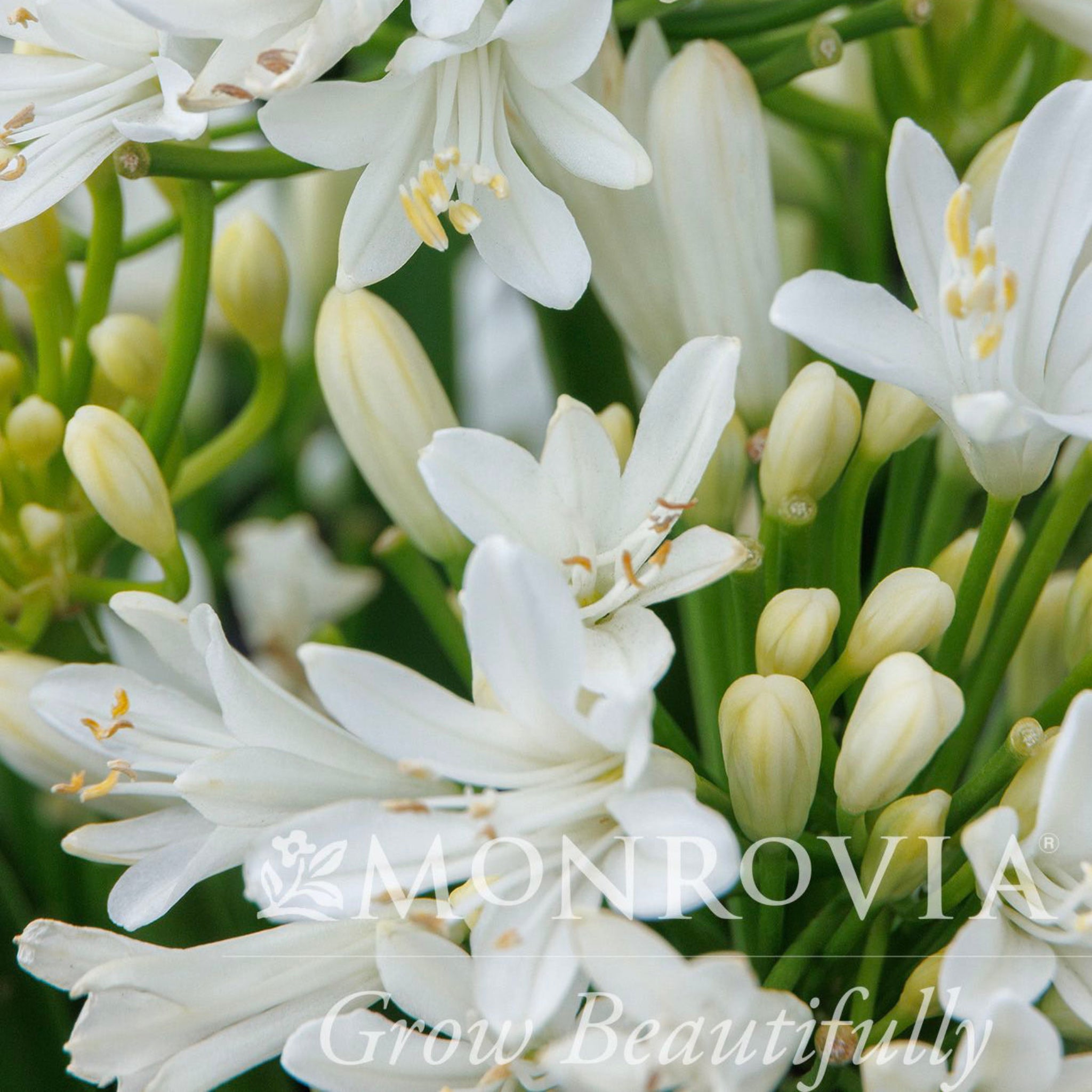 Bridal Veil® Agapanthus (Afrika Zambağı)
