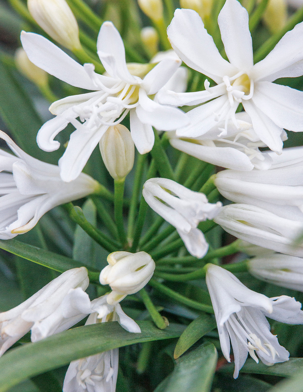 Bridal Veil® Agapanthus (Afrika Zambağı)