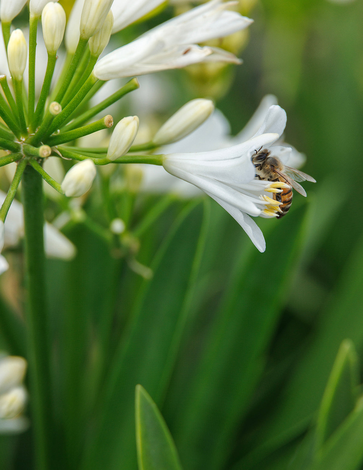 Bridal Veil® Agapanthus (Afrika Zambağı)