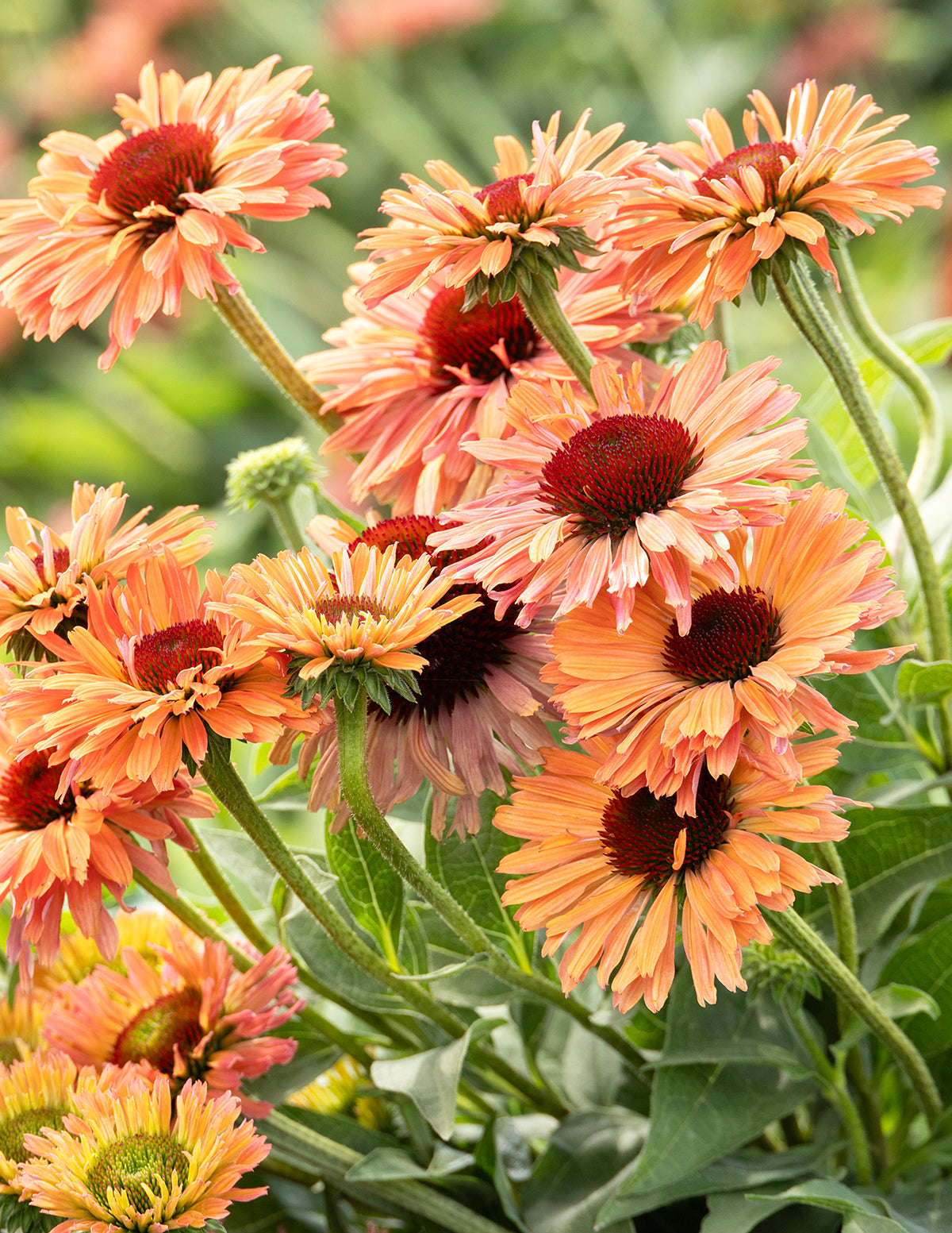 Fresco® Kayısı Rengi Ekinezya (Coneflower)