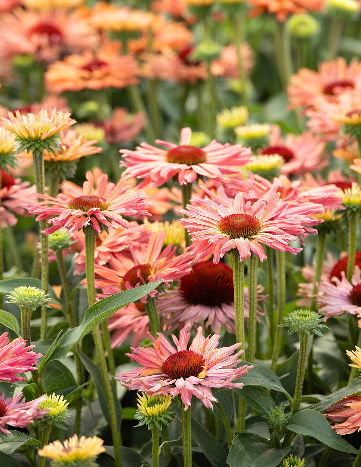 Fresco® Kayısı Rengi Ekinezya (Coneflower)