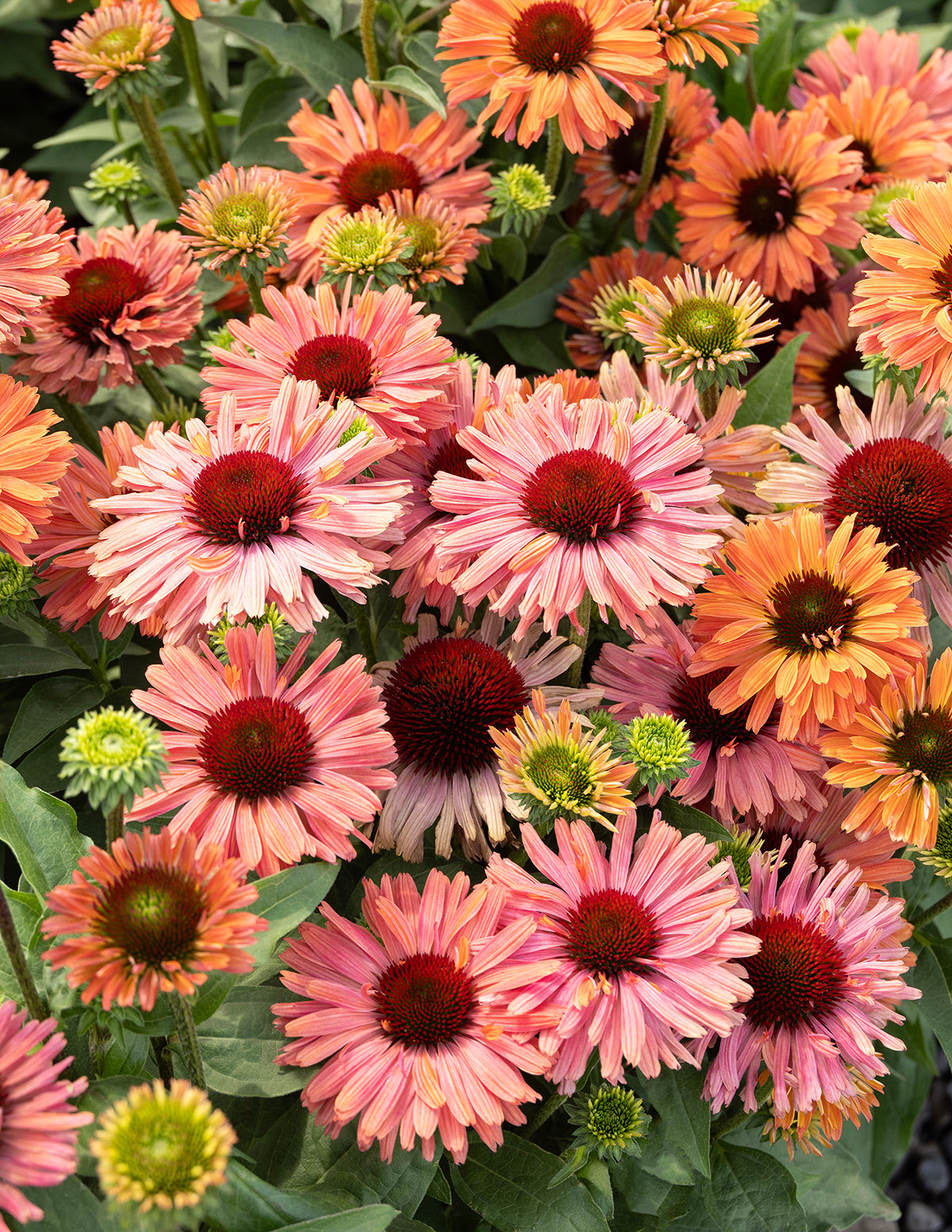 Fresco® Kayısı Rengi Ekinezya (Coneflower)