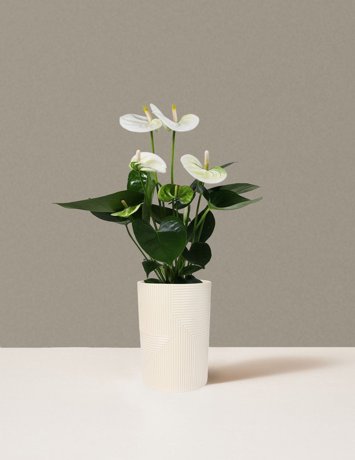 Beyaz Anthurium