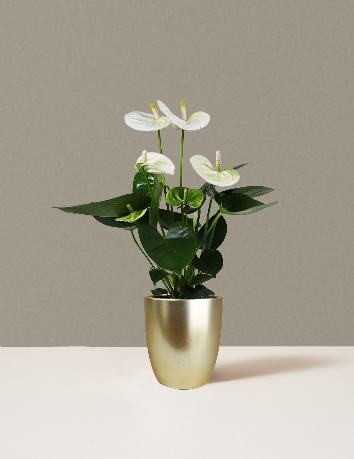 Beyaz Anthurium