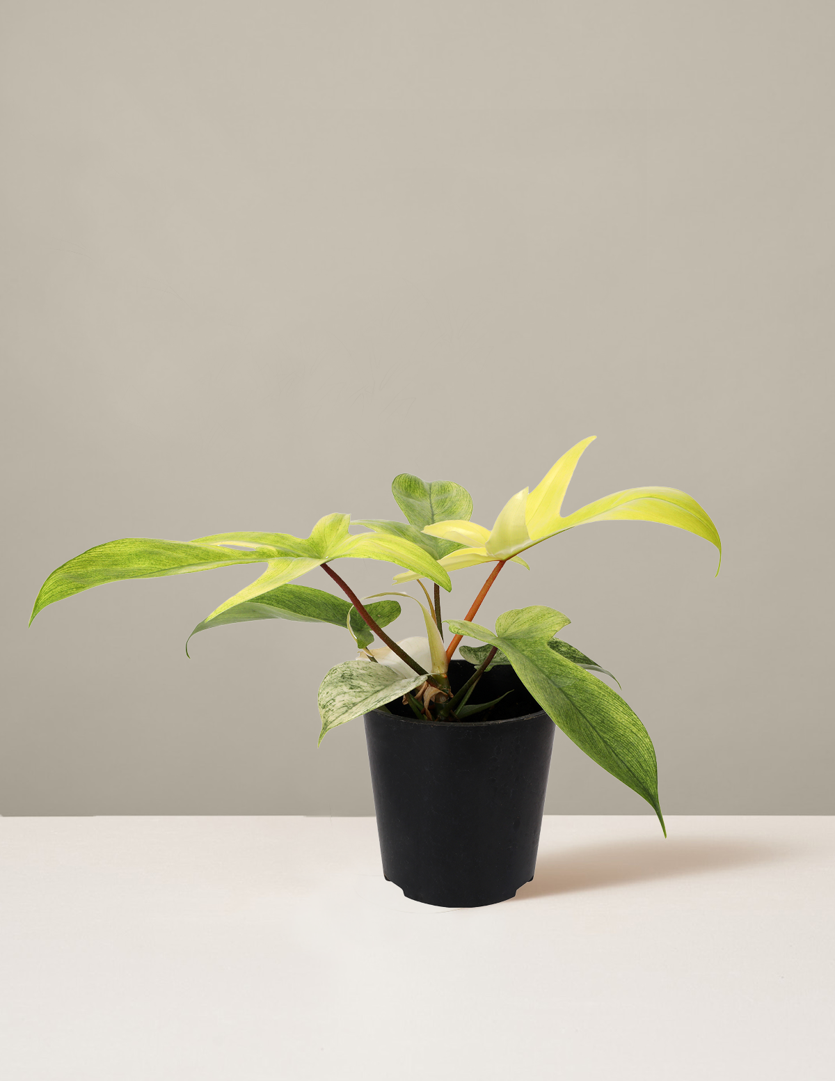 Philodendron 'Florida Ghost'