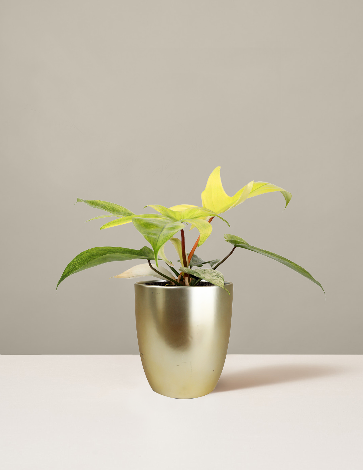 Philodendron 'Florida Ghost'