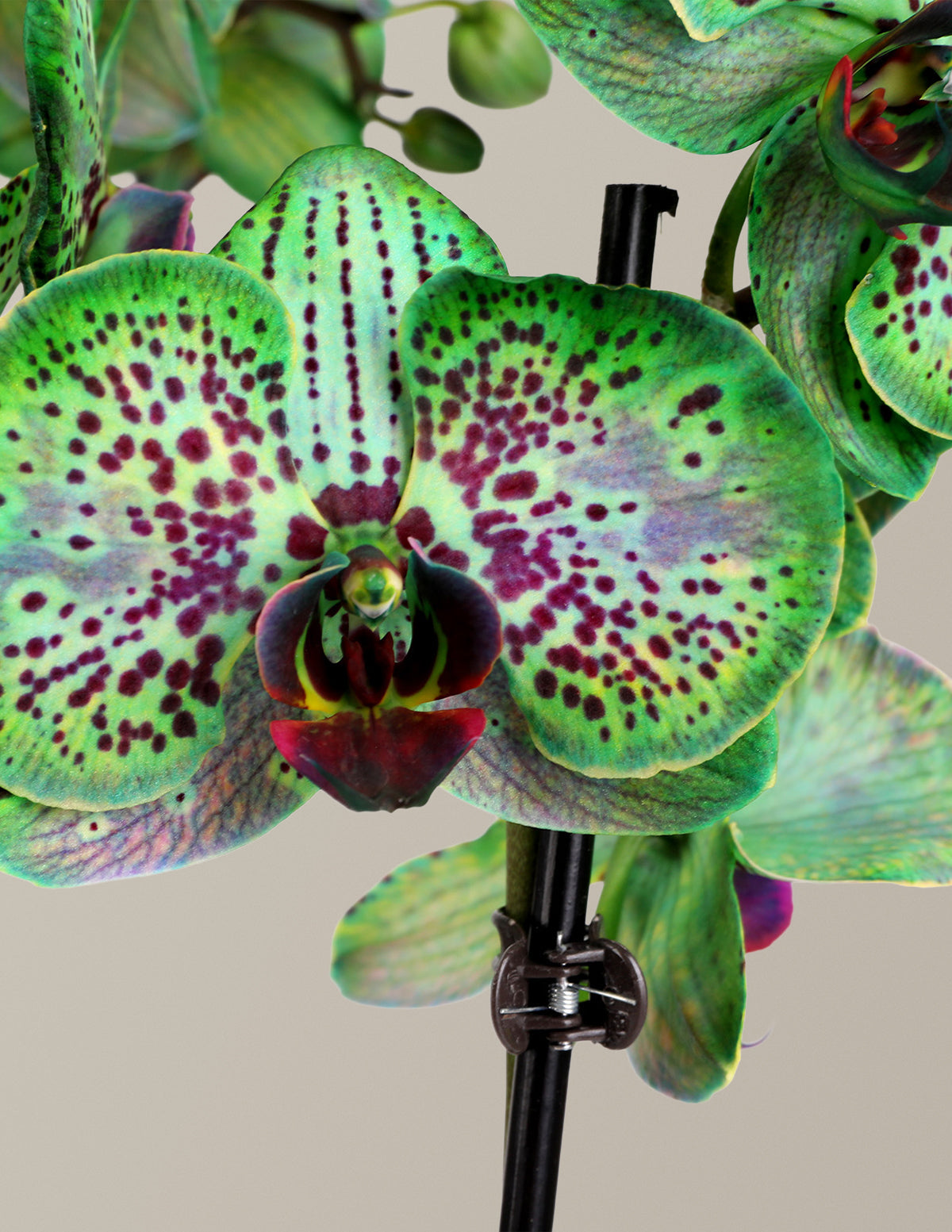 Mystic Emerald Kaleidoscope Orkide