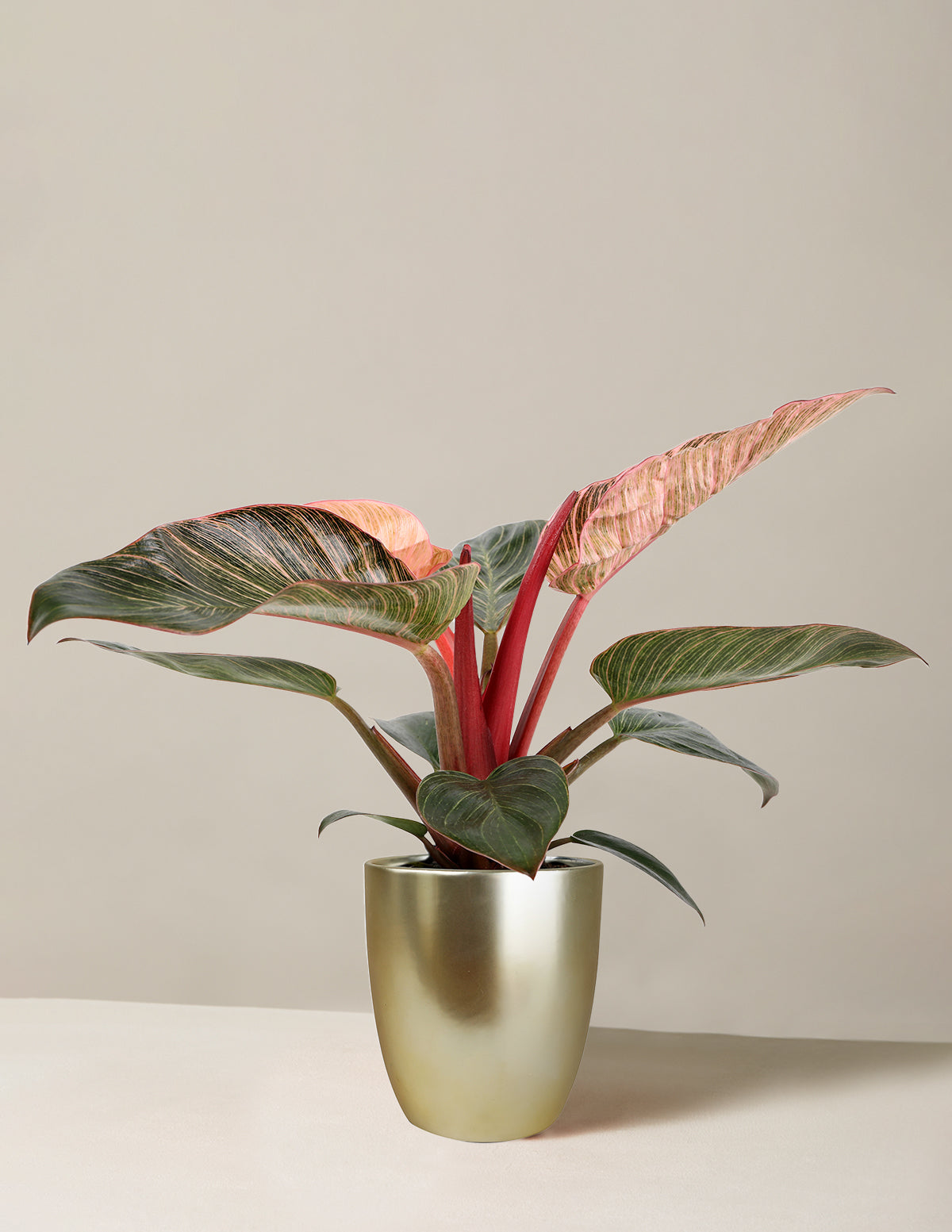 Philodendron Pink Bikini