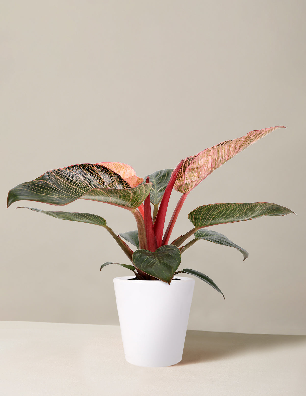 Philodendron Pink Bikini
