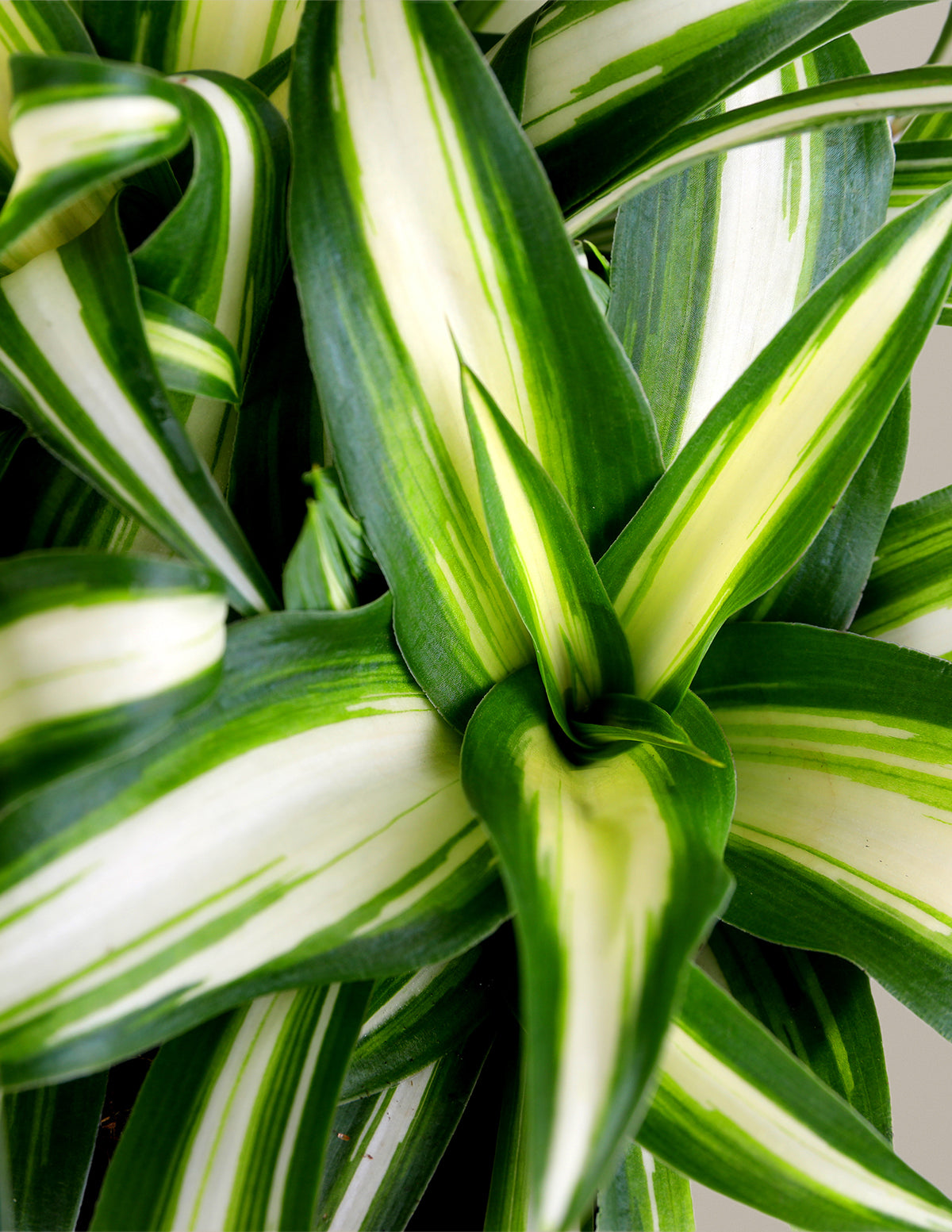 Alacalı Kurdele Çiçeği (Spider Plant Variegated)