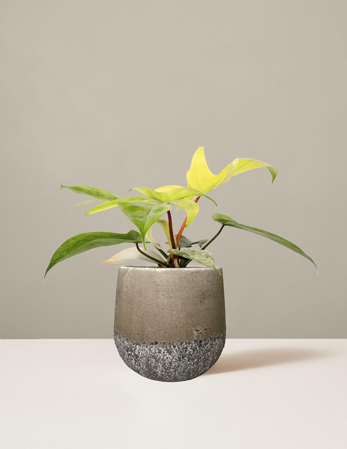 Philodendron 'Florida Ghost'