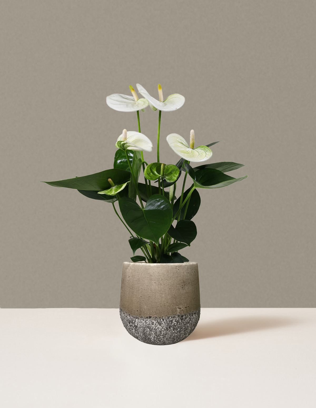 Beyaz Anthurium