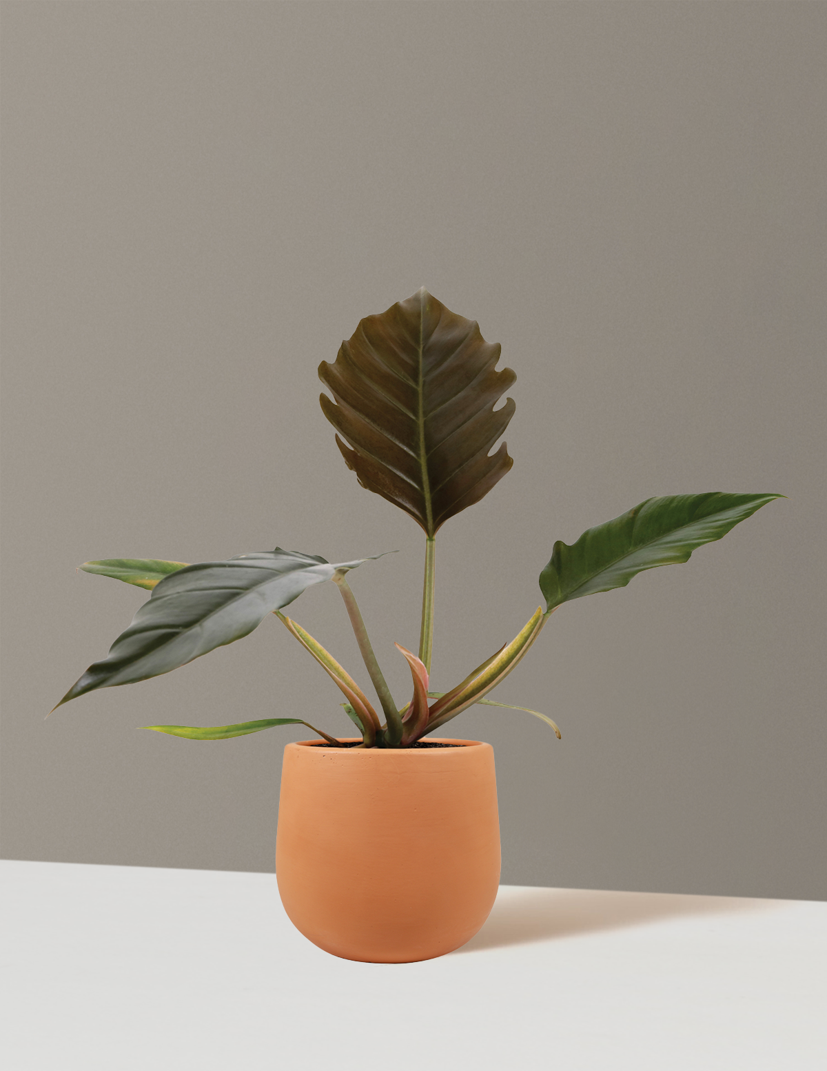 Philodendron Pluto
