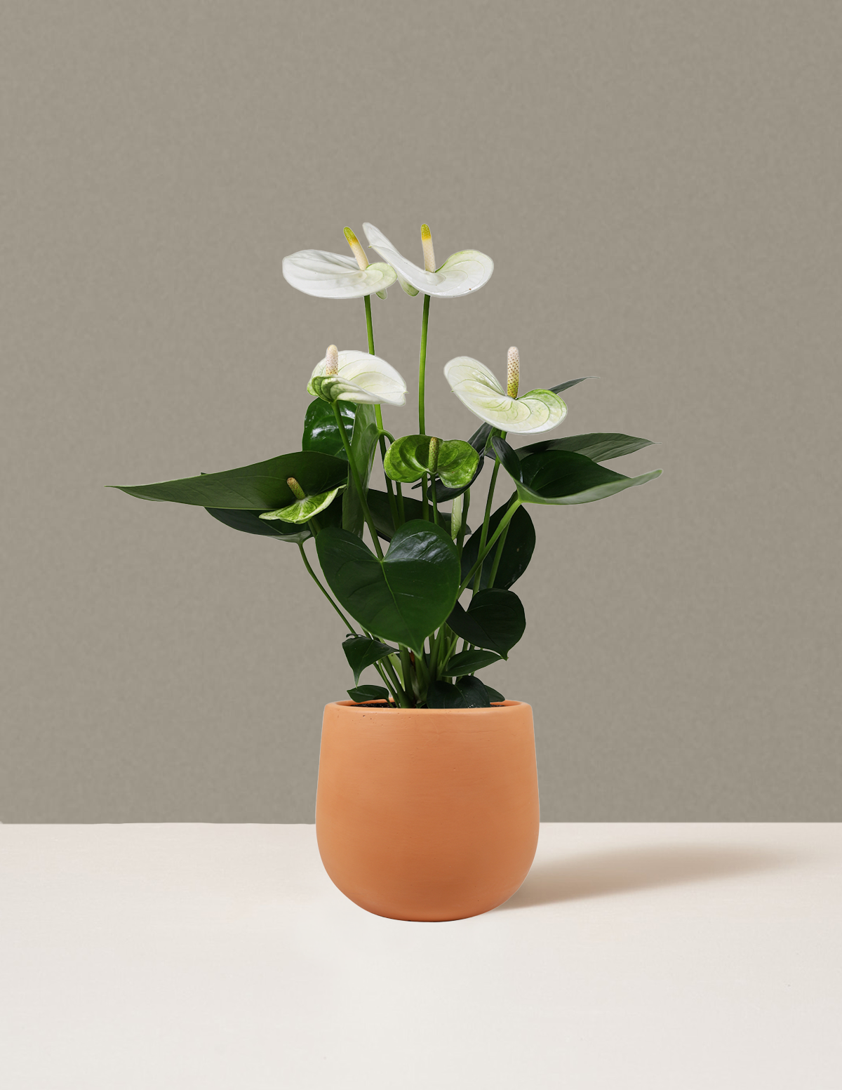Beyaz Anthurium