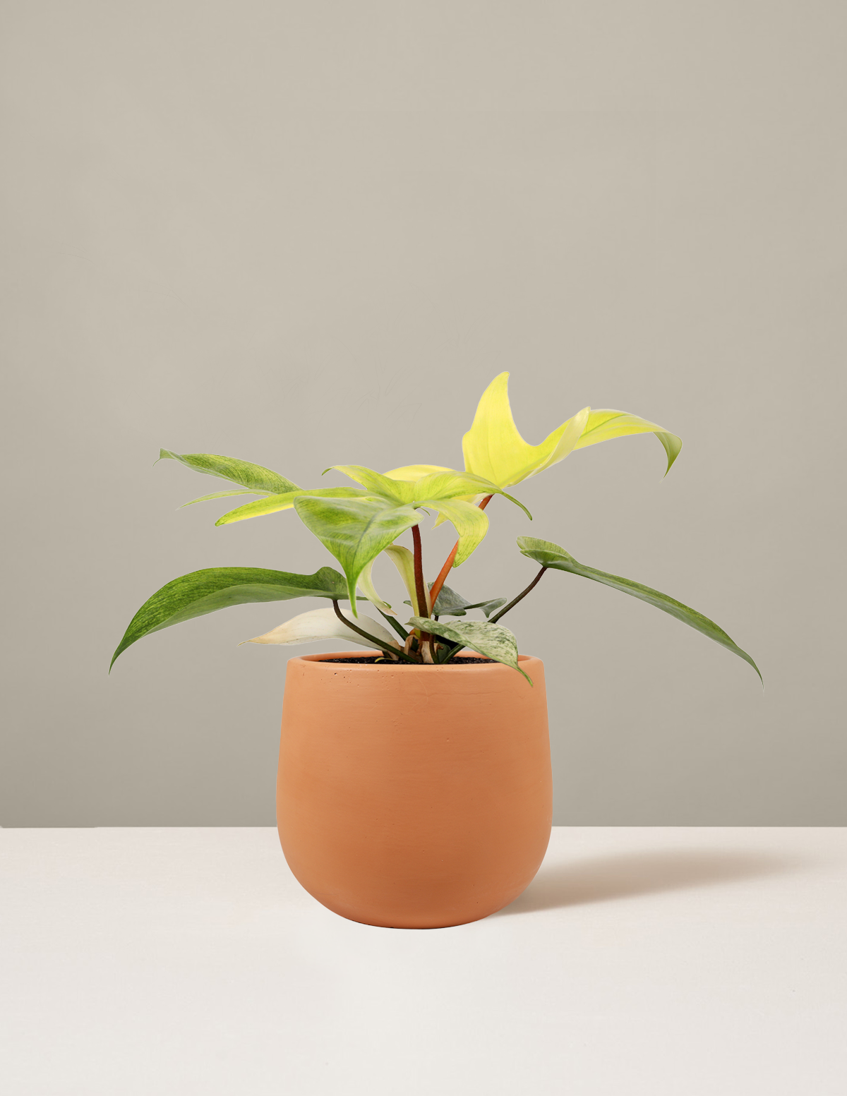 Philodendron 'Florida Ghost'
