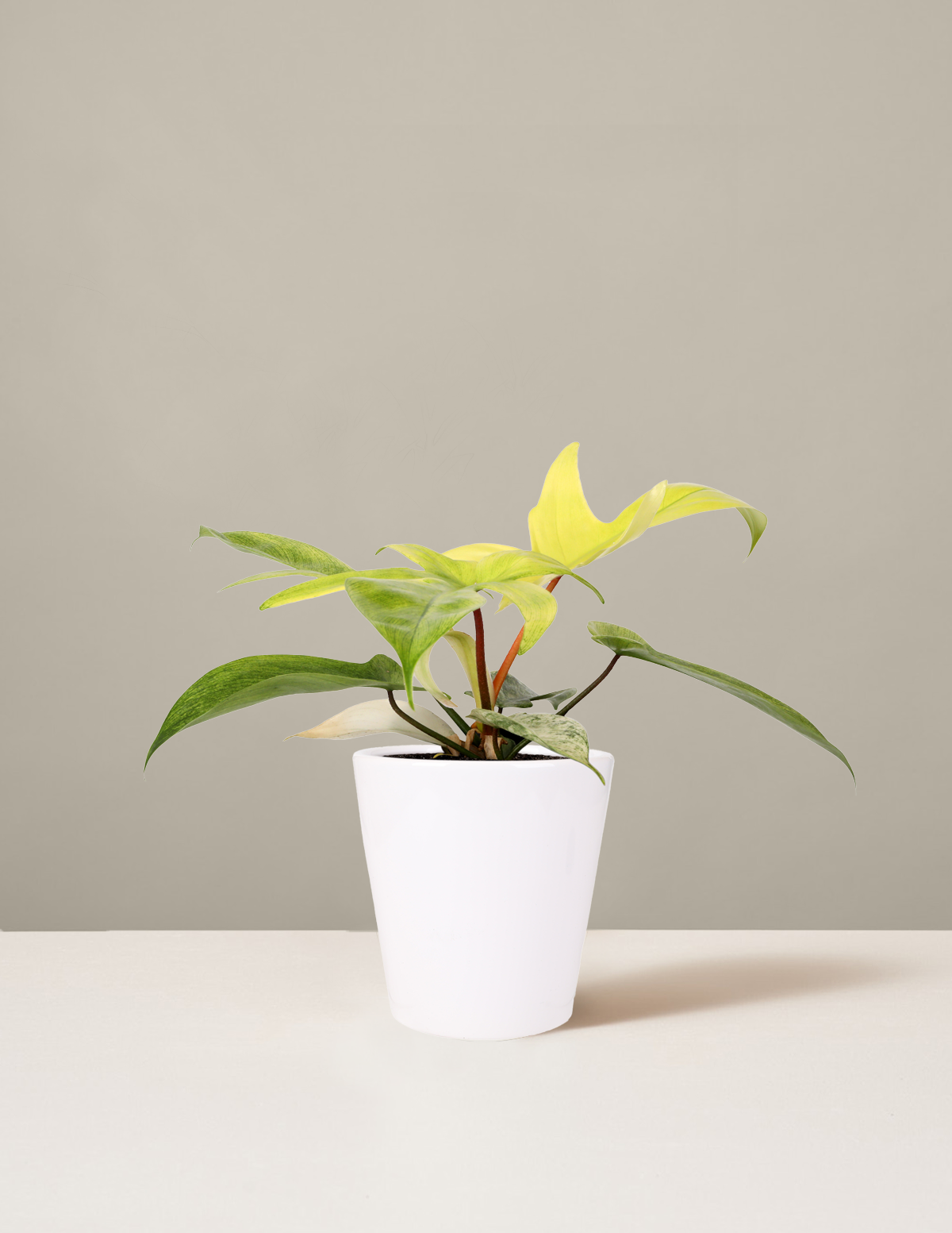 Philodendron 'Florida Ghost'