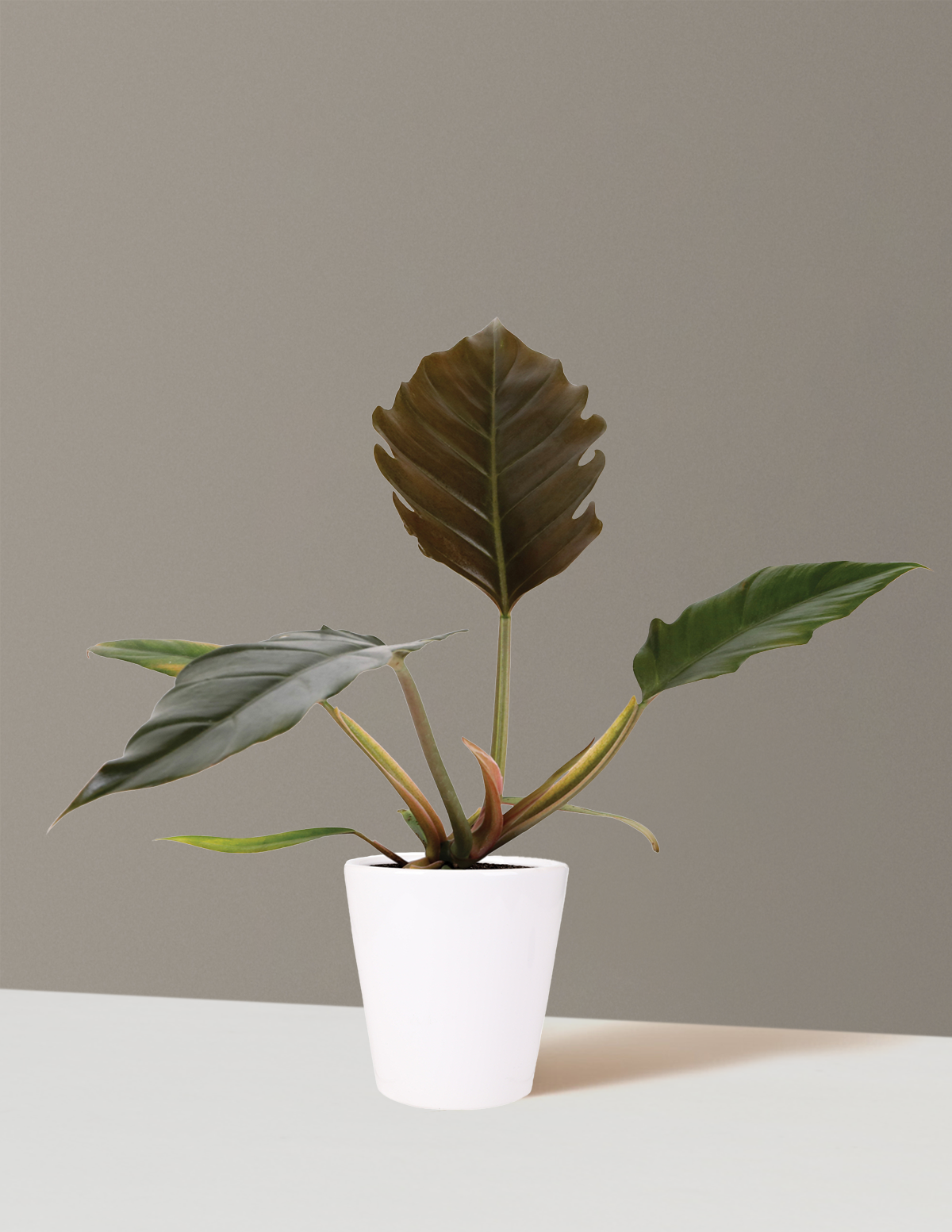 Philodendron Pluto