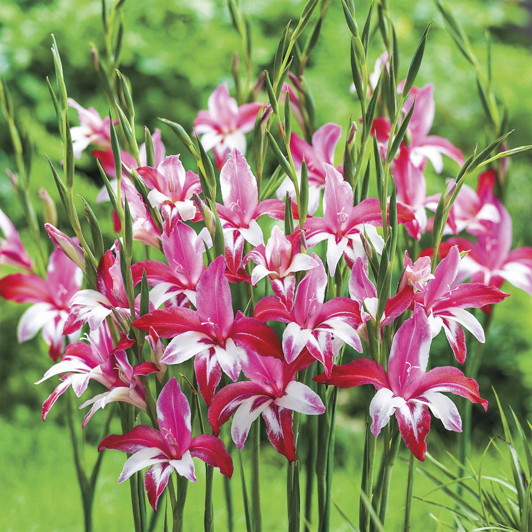 Galaxian® Dayanıklı Gladiolus (Glayöl) Soğanları