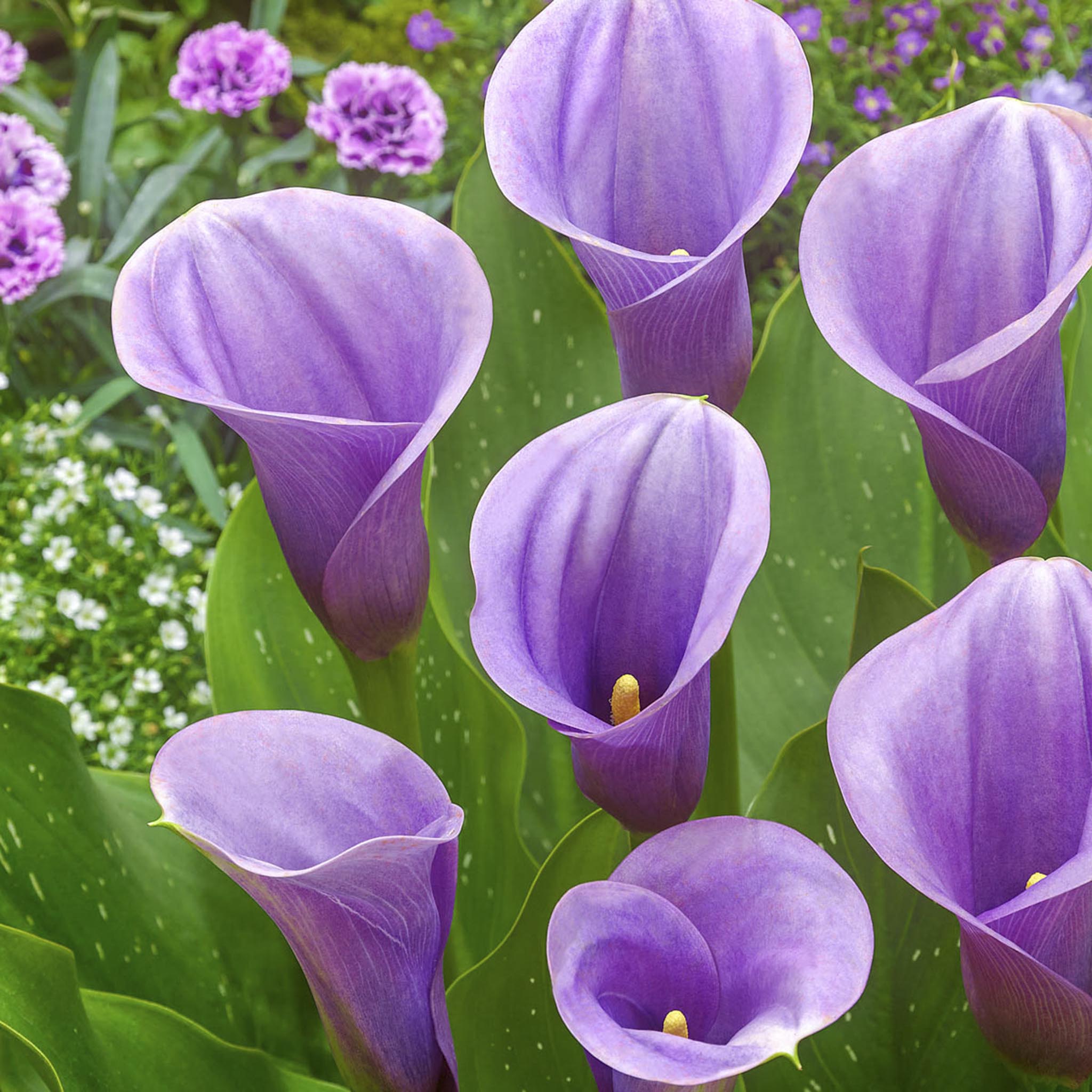 Captain Violetta Calla Lily (Zantedeschia) Soğanları