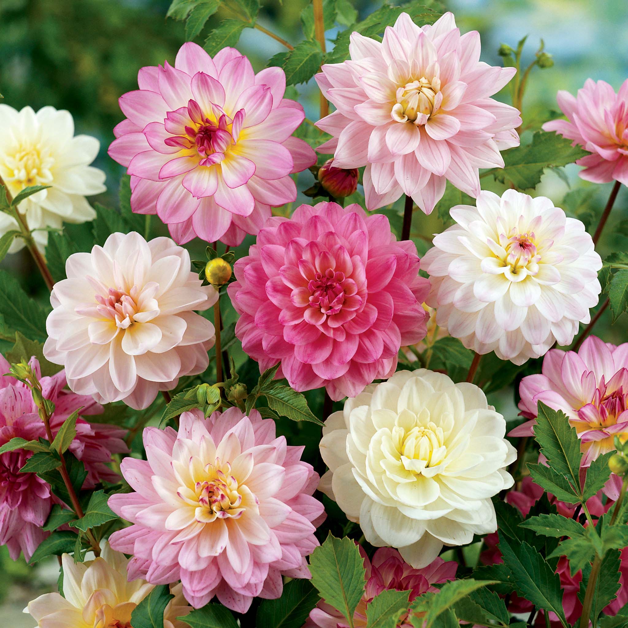 Apple Blossom Dekoratif Yıldız Çiçeği (Dahlia) Karışımı