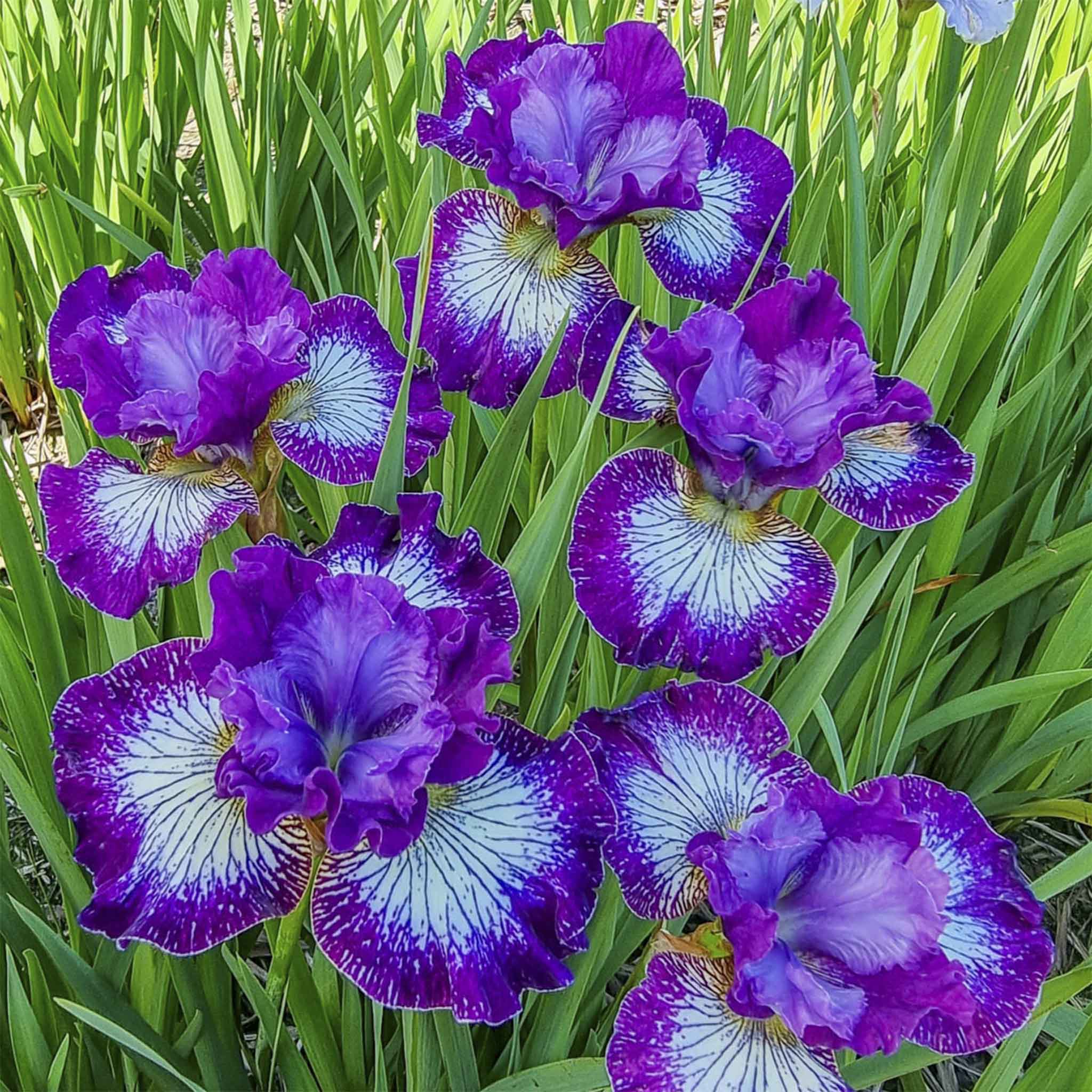 Something Shocking Sibirya Süseni (Siberian Iris)