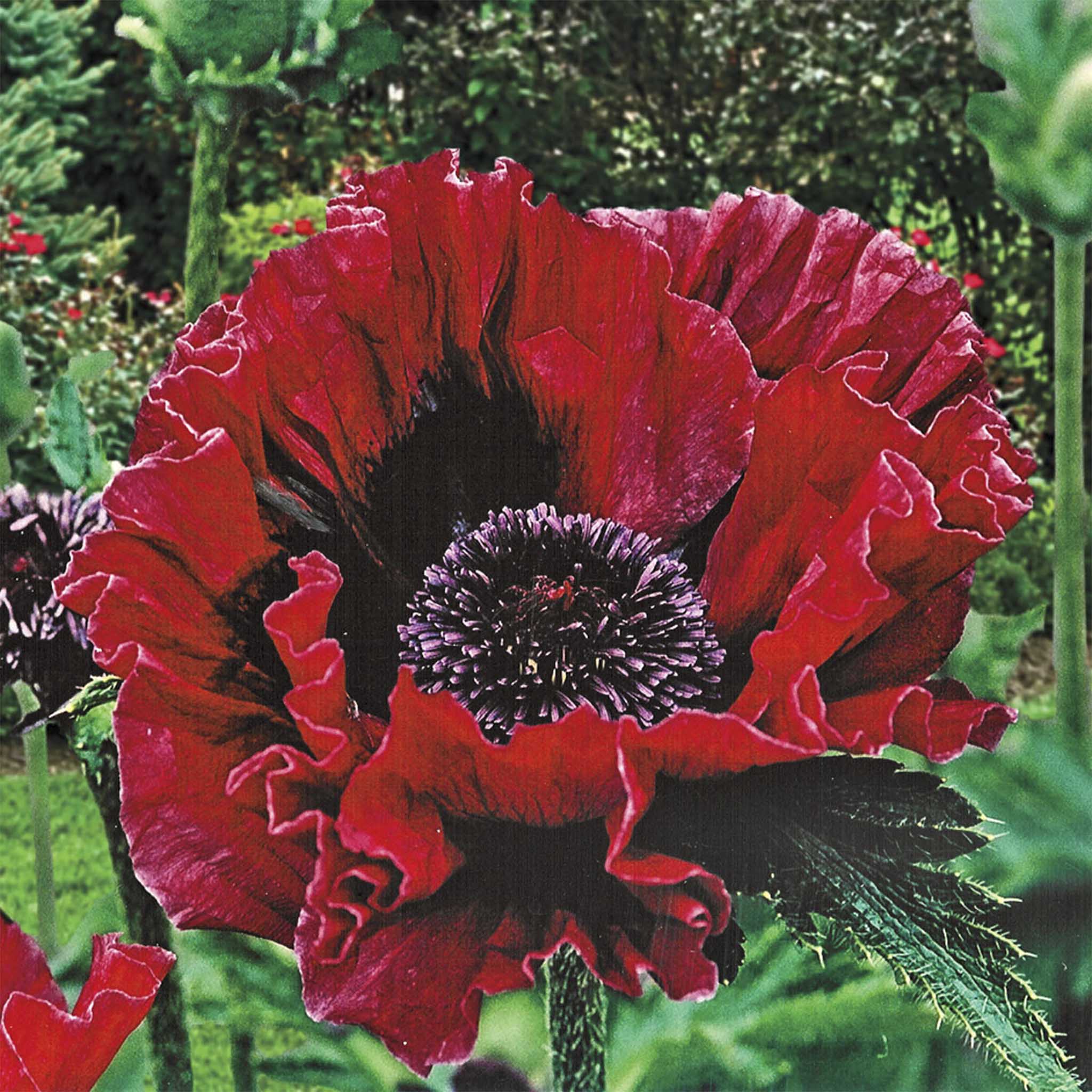 Harlem Oriental Poppy (Şakayık Gelincik)