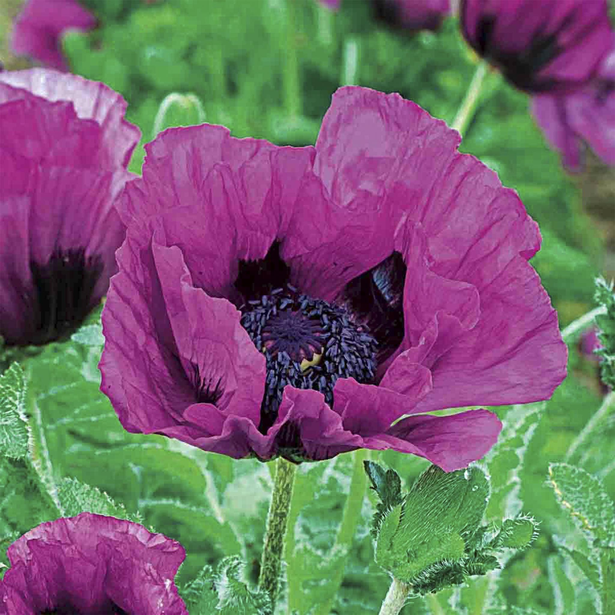 Central Park Oriental Poppy (Doğu Gelinciği)