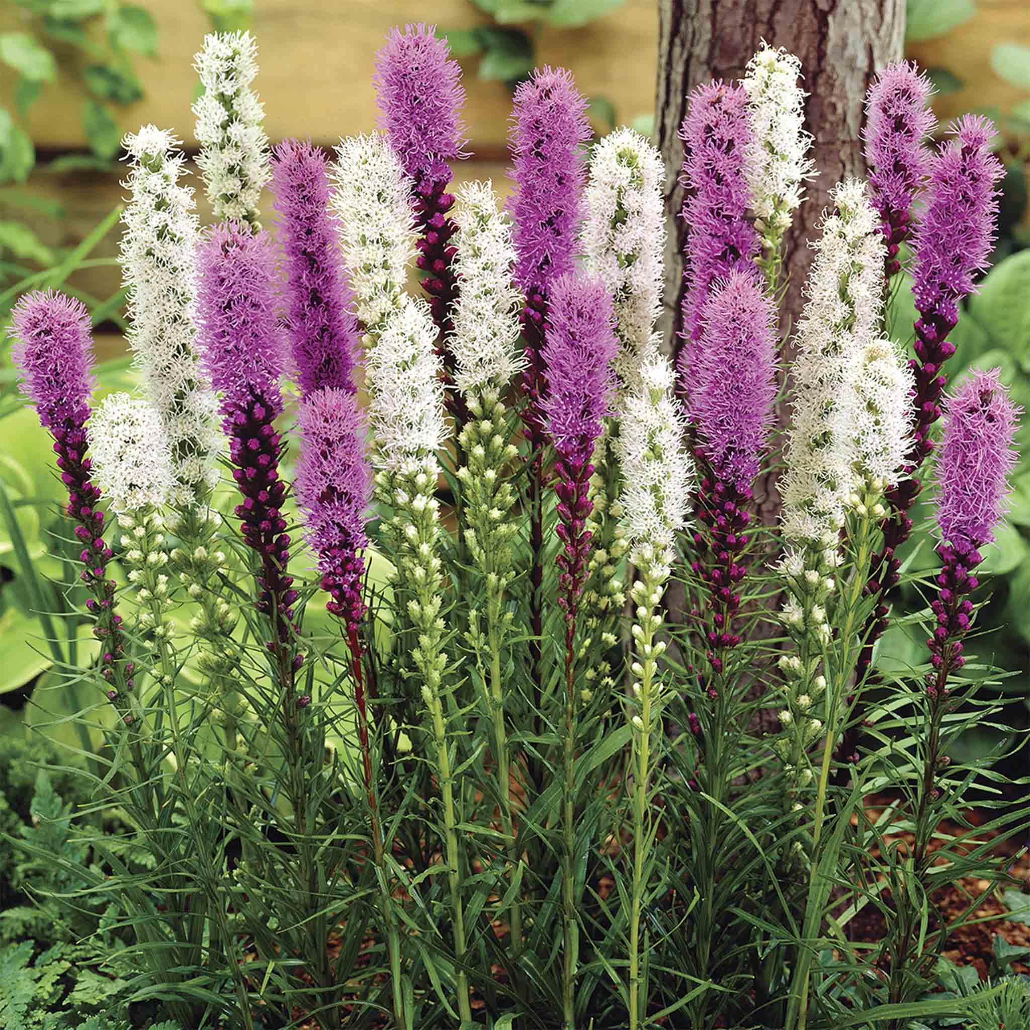 Liatris Soğan Karışımı