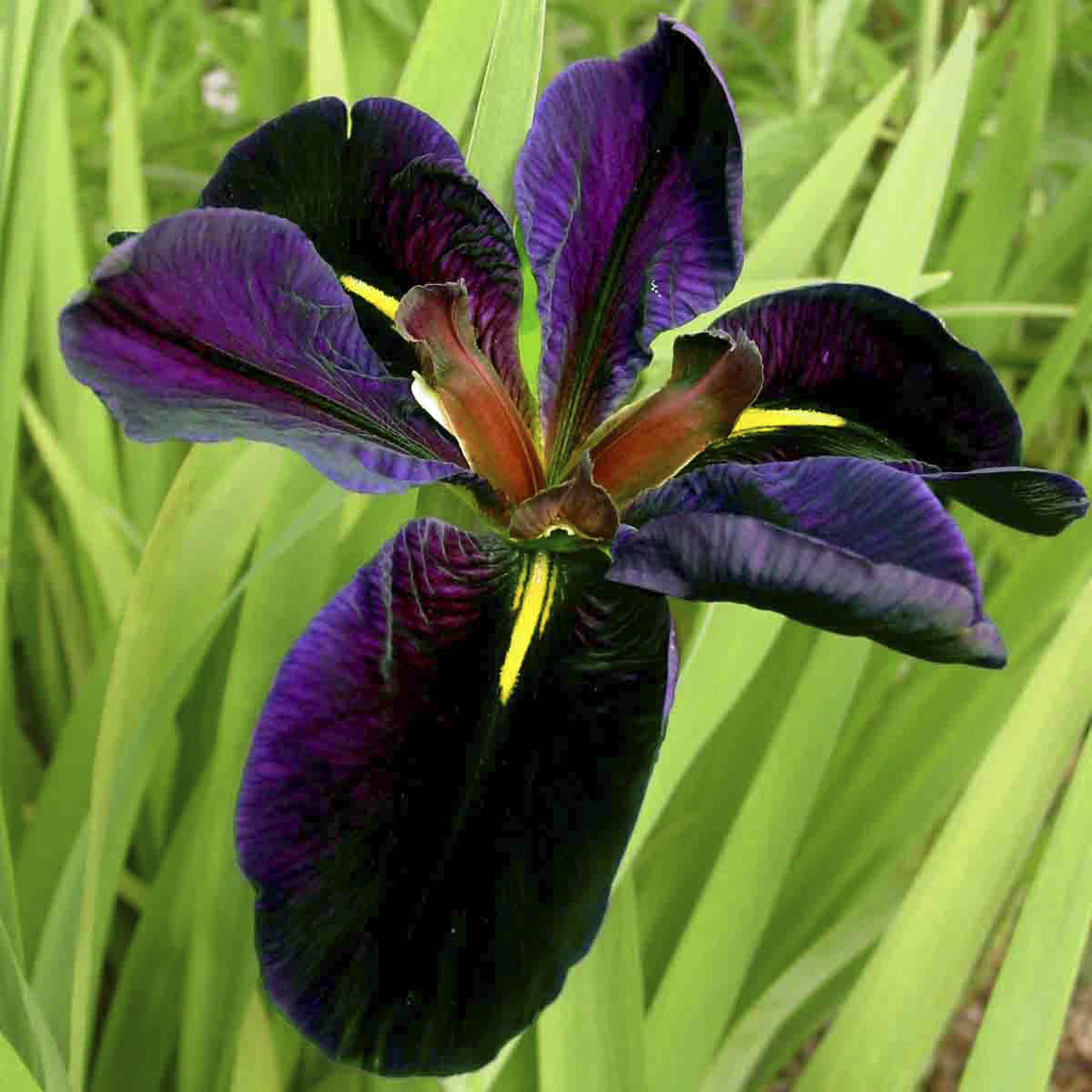 Black Gamecock Louisiana İrisi
