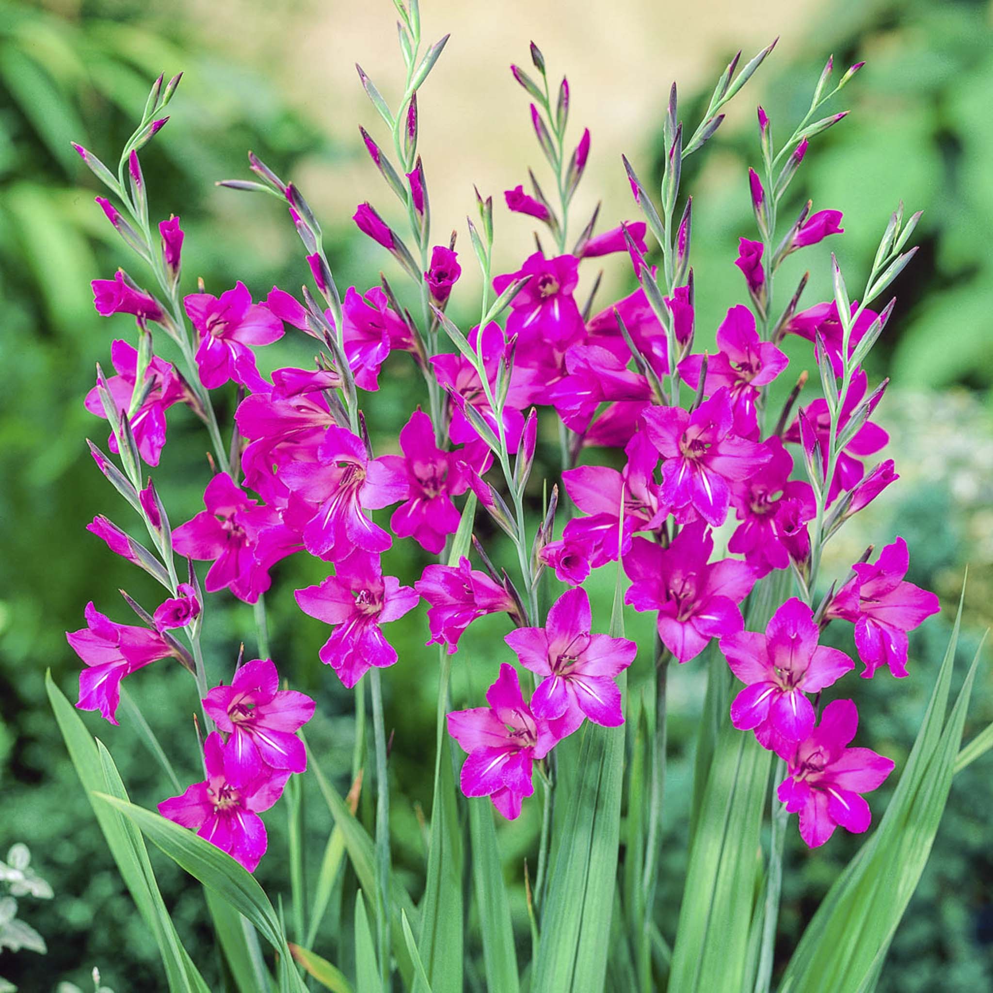 Bizans Glayölü (Byzantine Gladiolus) Soğanları