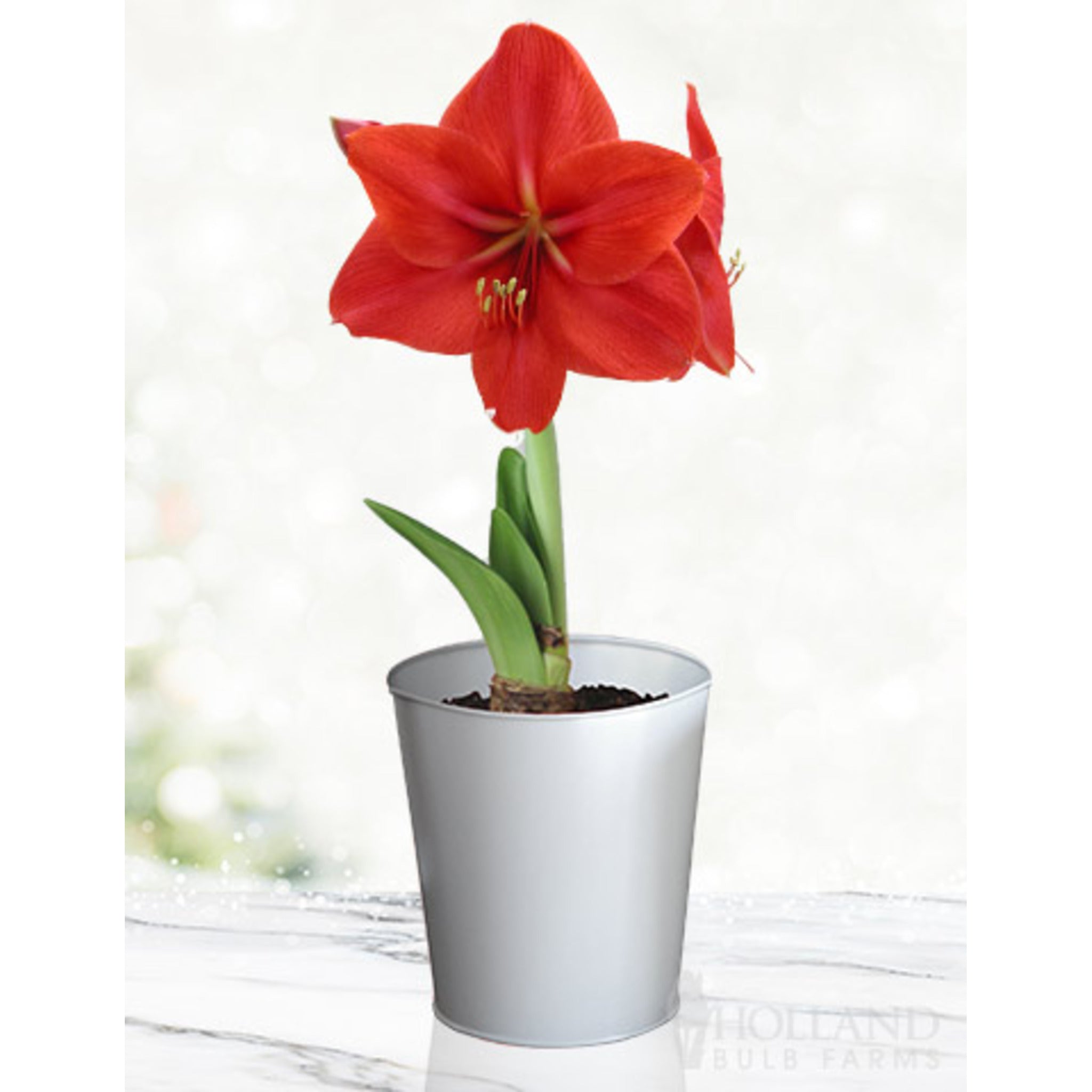 'Red Lion' Amaryllis Kiti