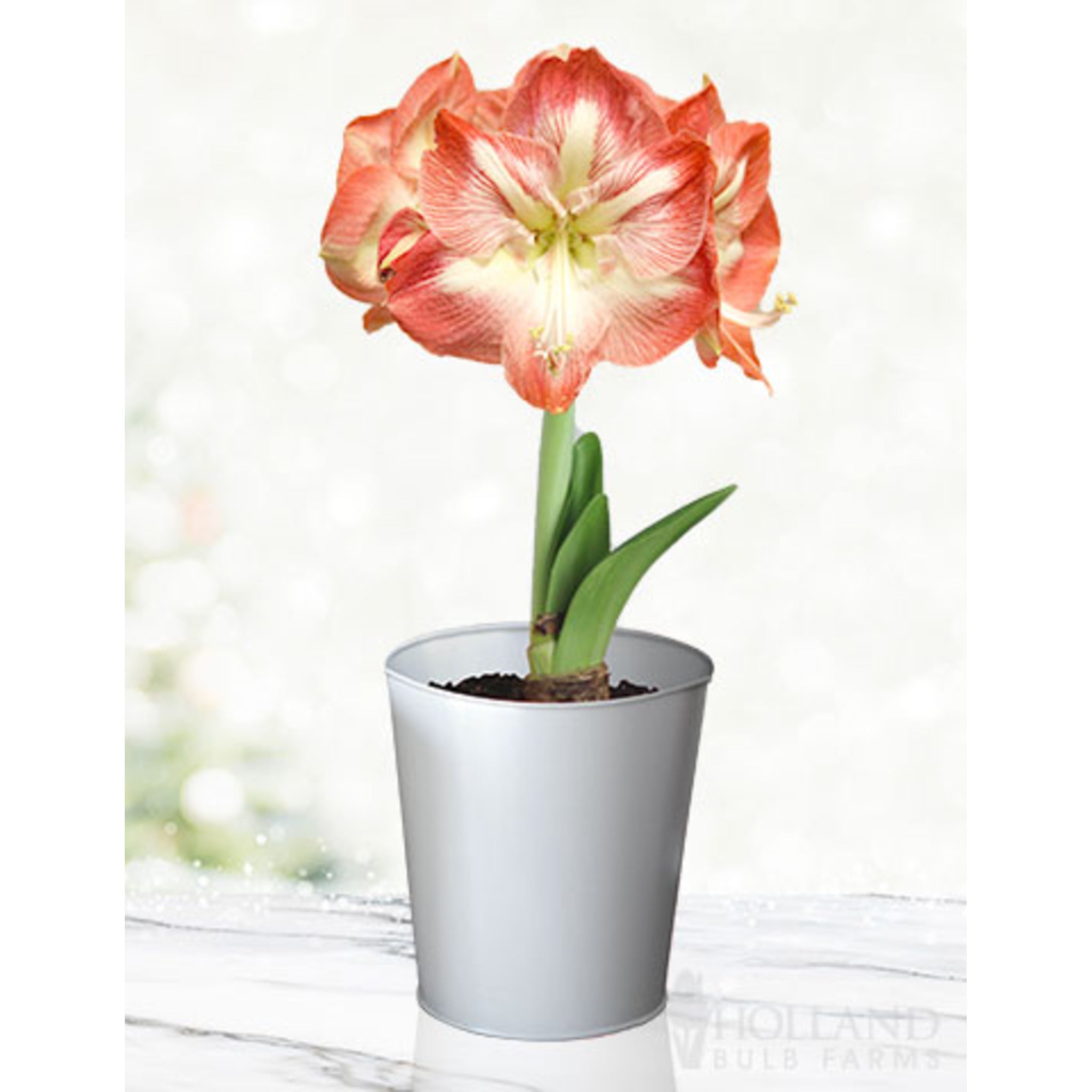 ‘Minerva’ Amaryllis Yetiştirme Kiti