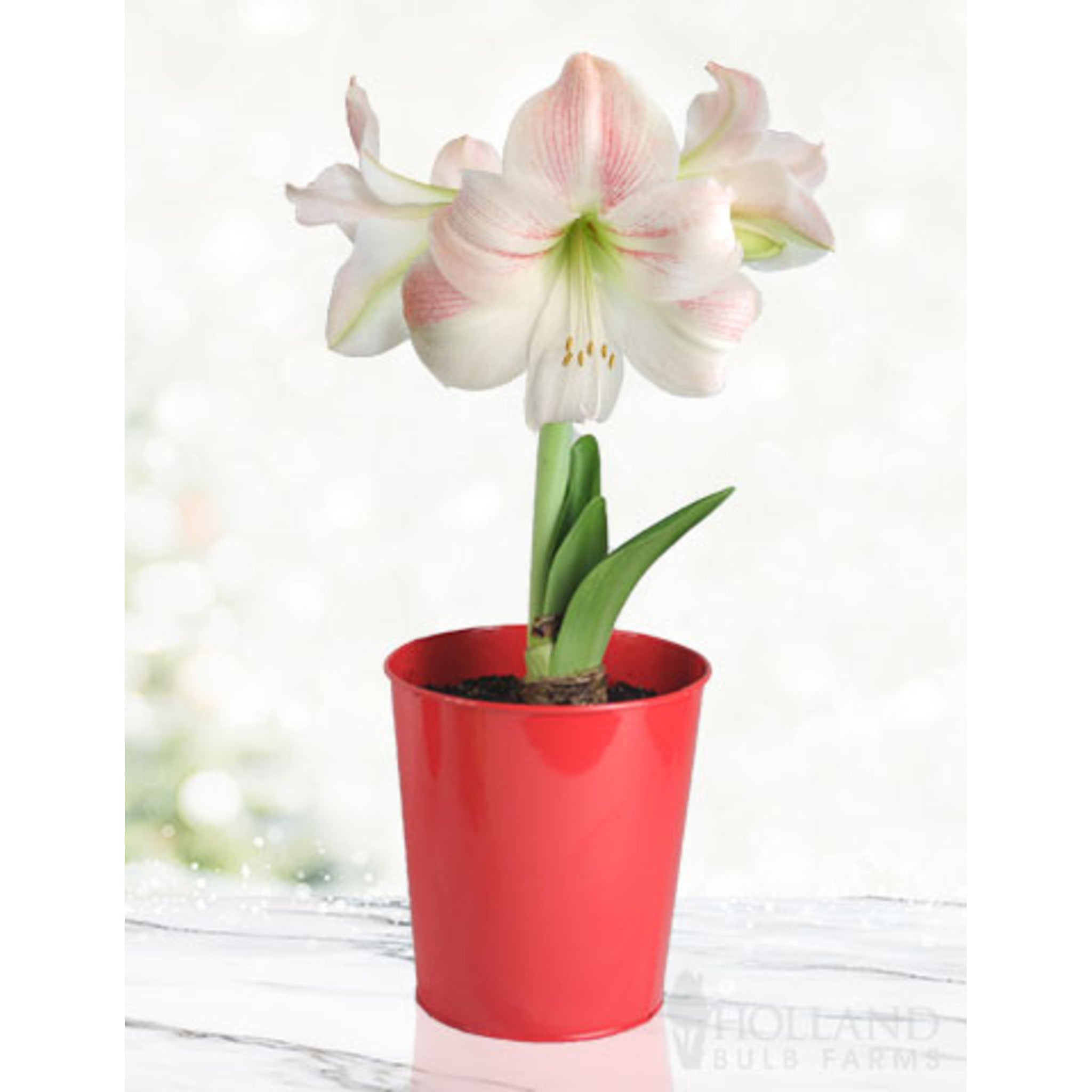 Charming Amaryllis Kiti