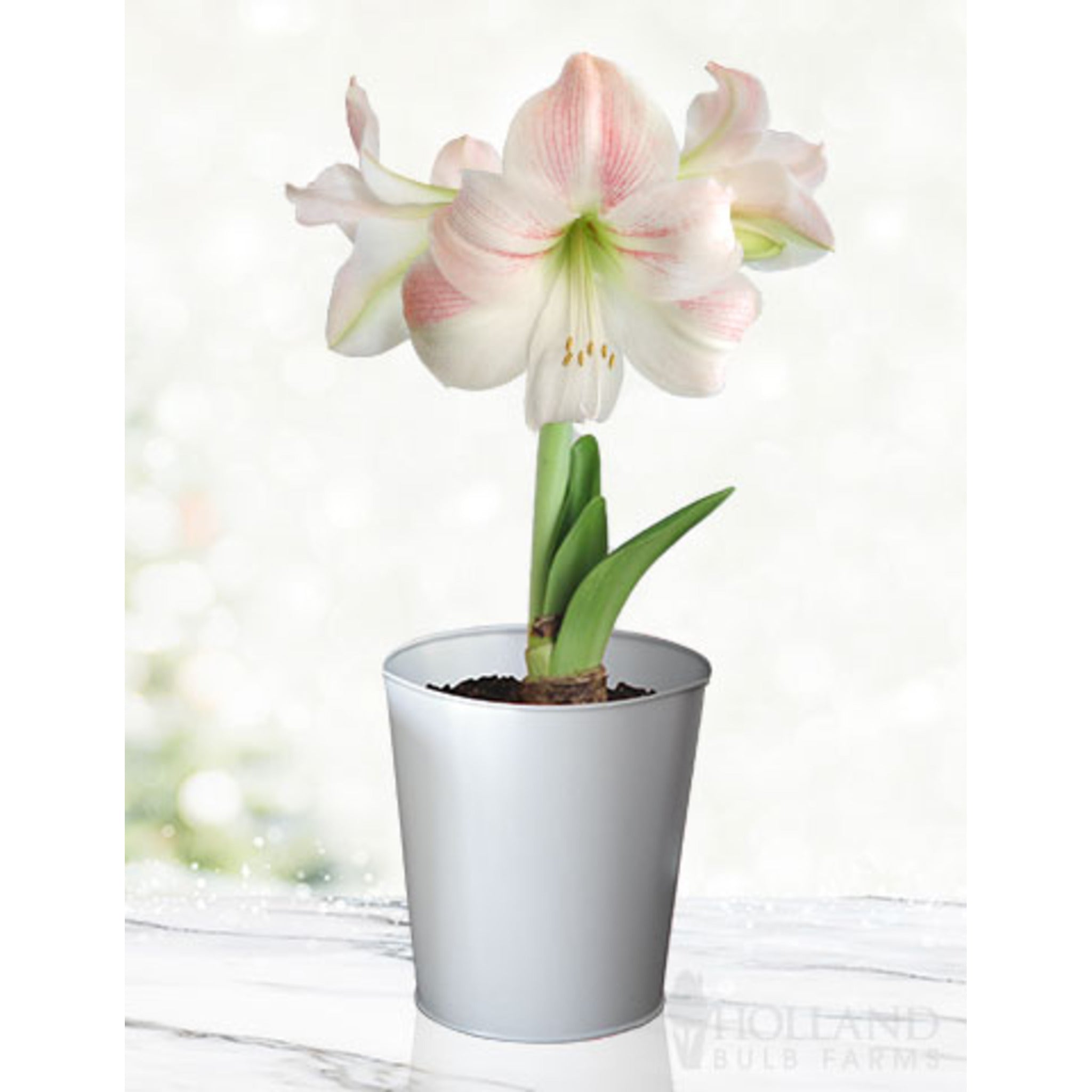 Charming Amaryllis Kiti