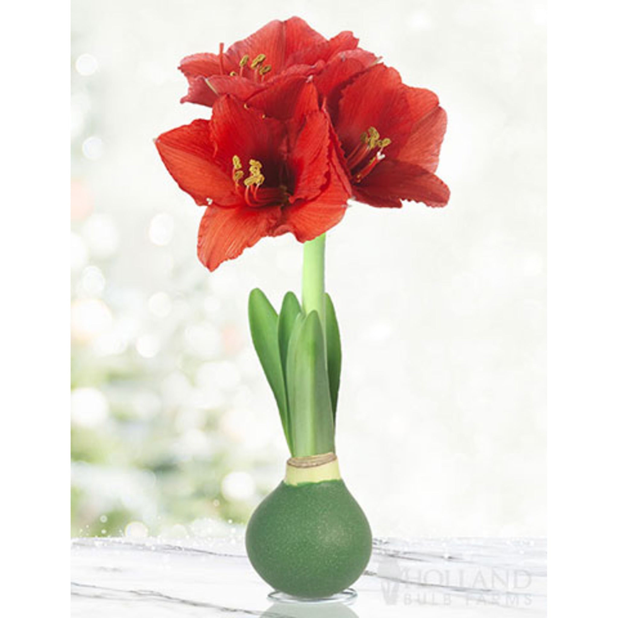 Waxed Amaryllis (Mumlu Amaryllis) Soğanı