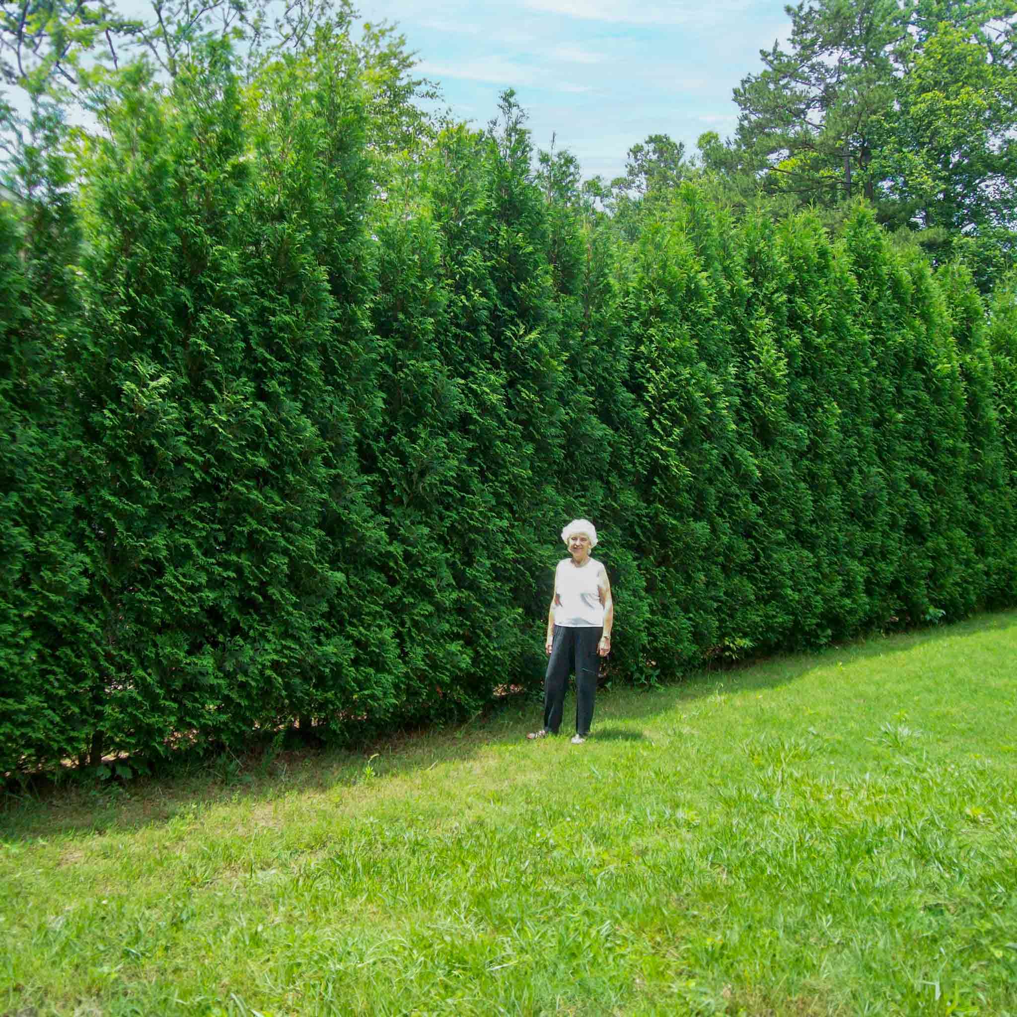 American Pillar Mazı (Thuja)