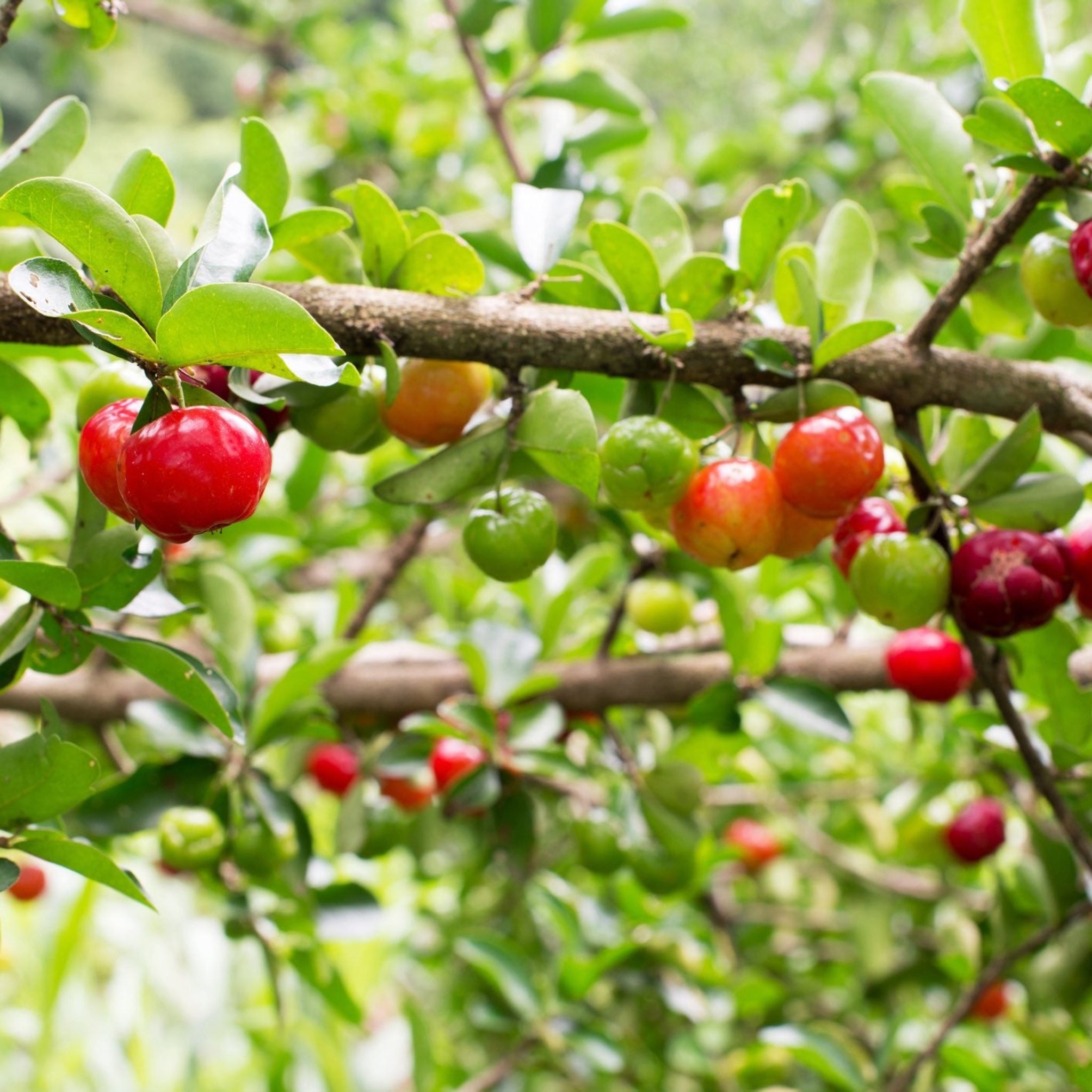 Barbados ‘Acerola’ Kiraz Ağacı