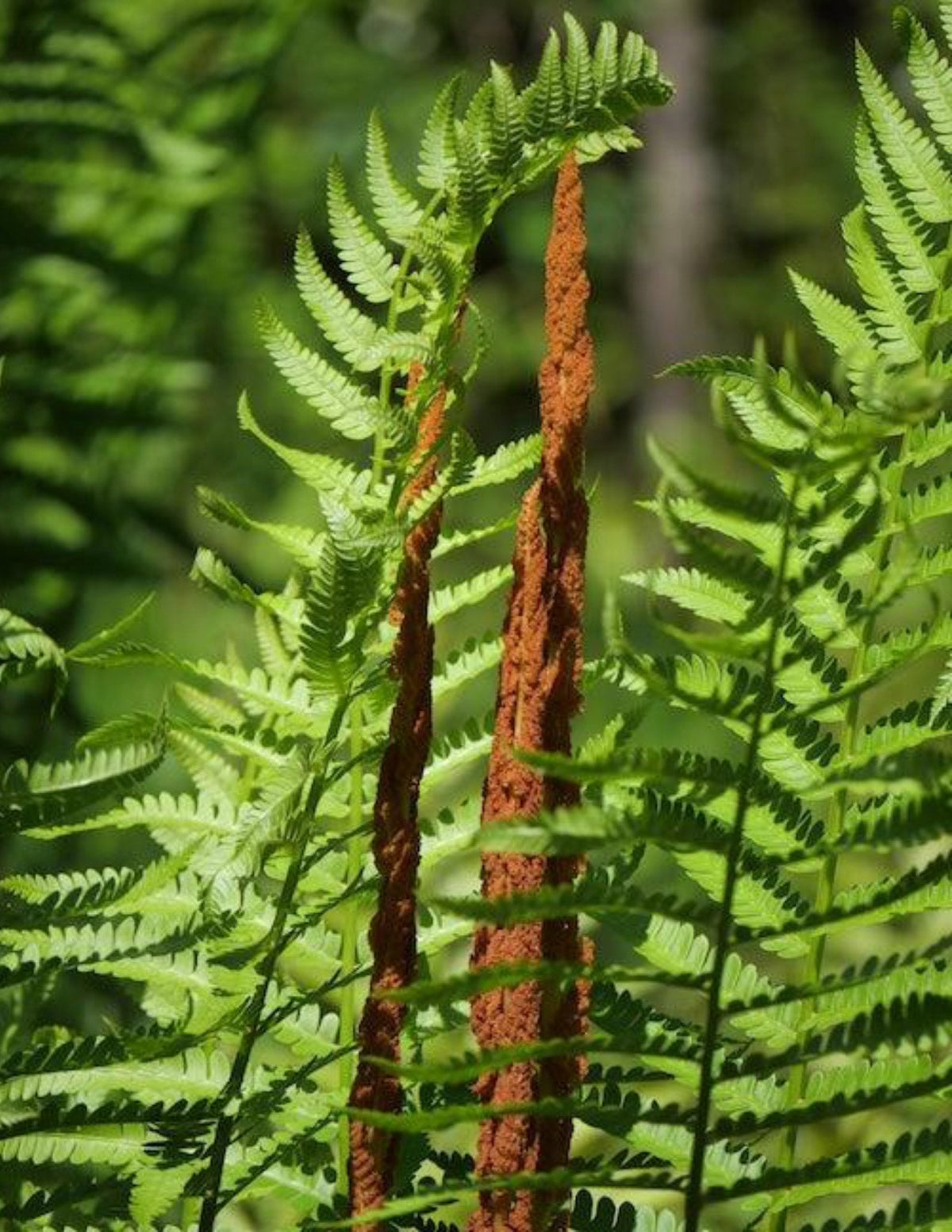 Tarçın Eğreltisi (Cinnamon Fern)