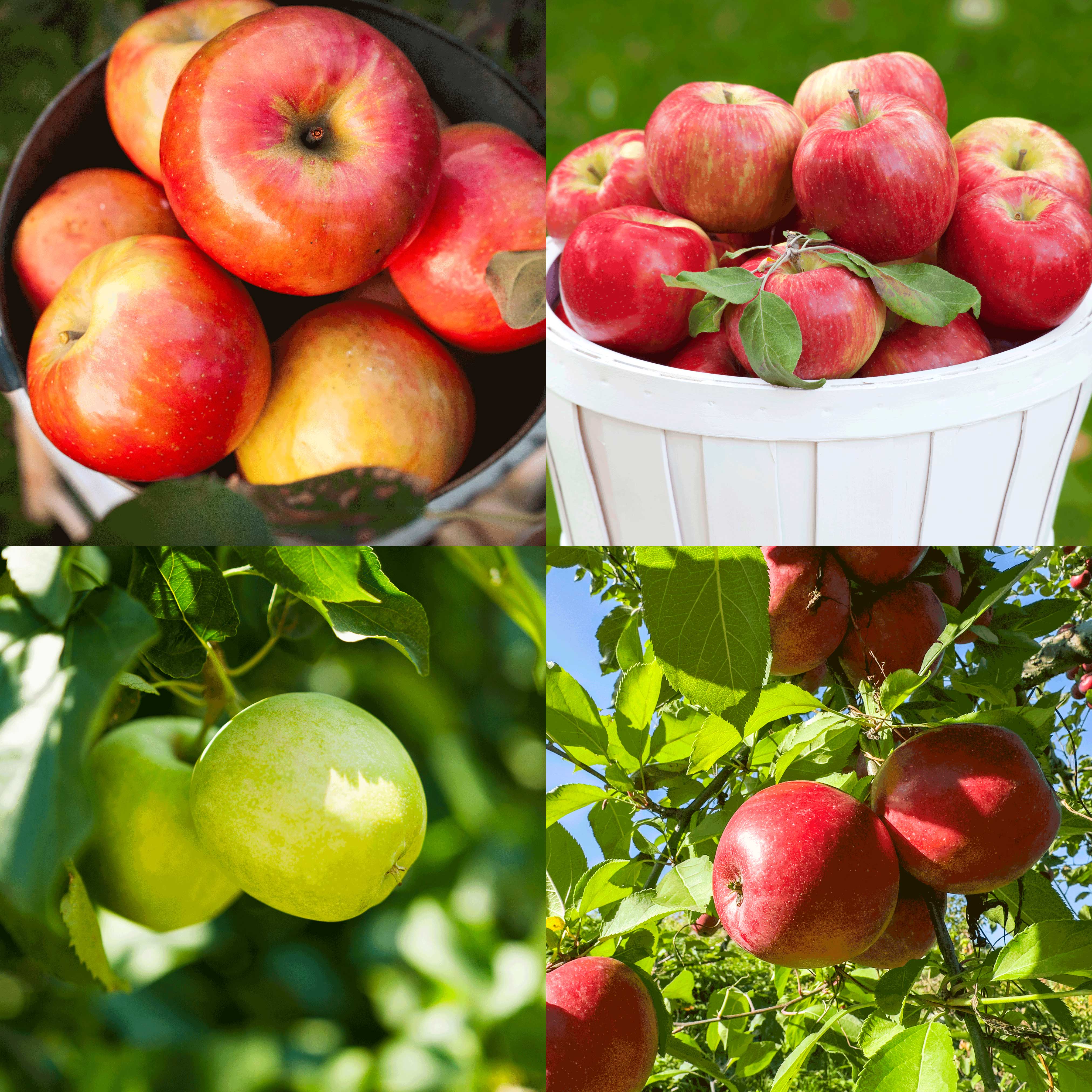 Apple Orchard (Elma Bahçesi) Paketi