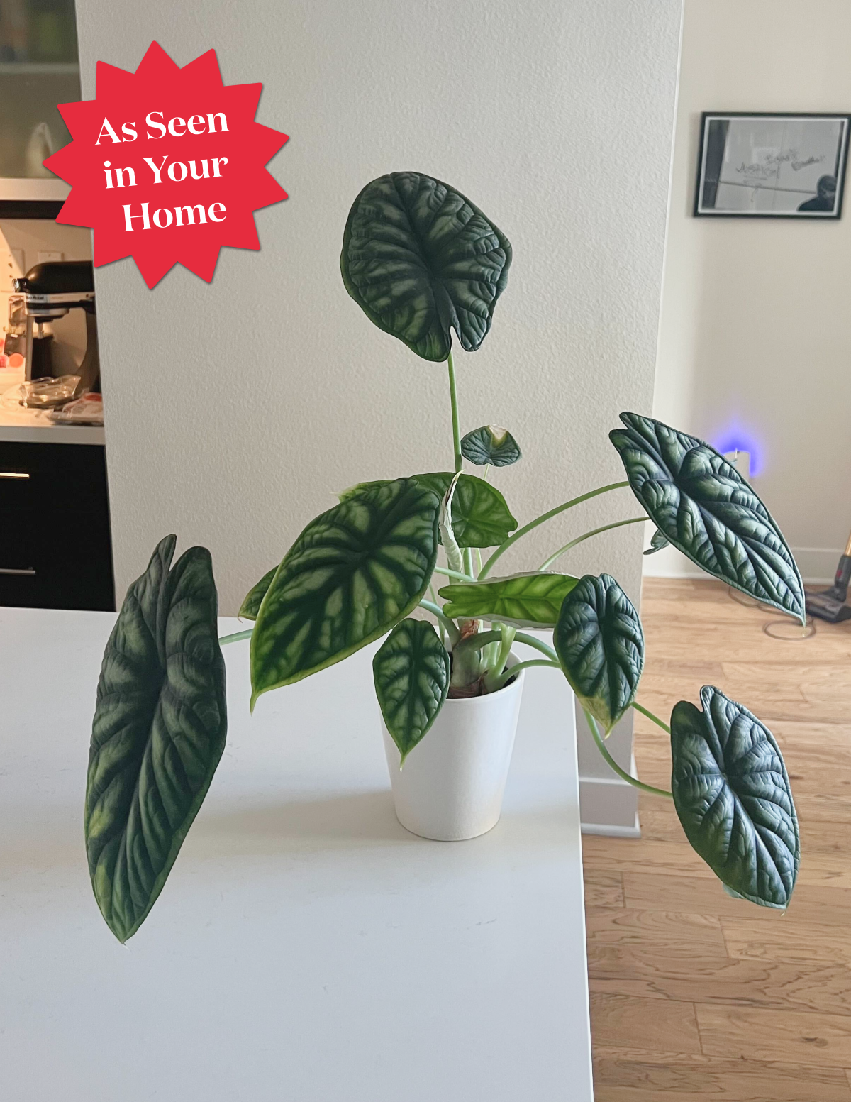 Alocasia 'Dragon Scale'