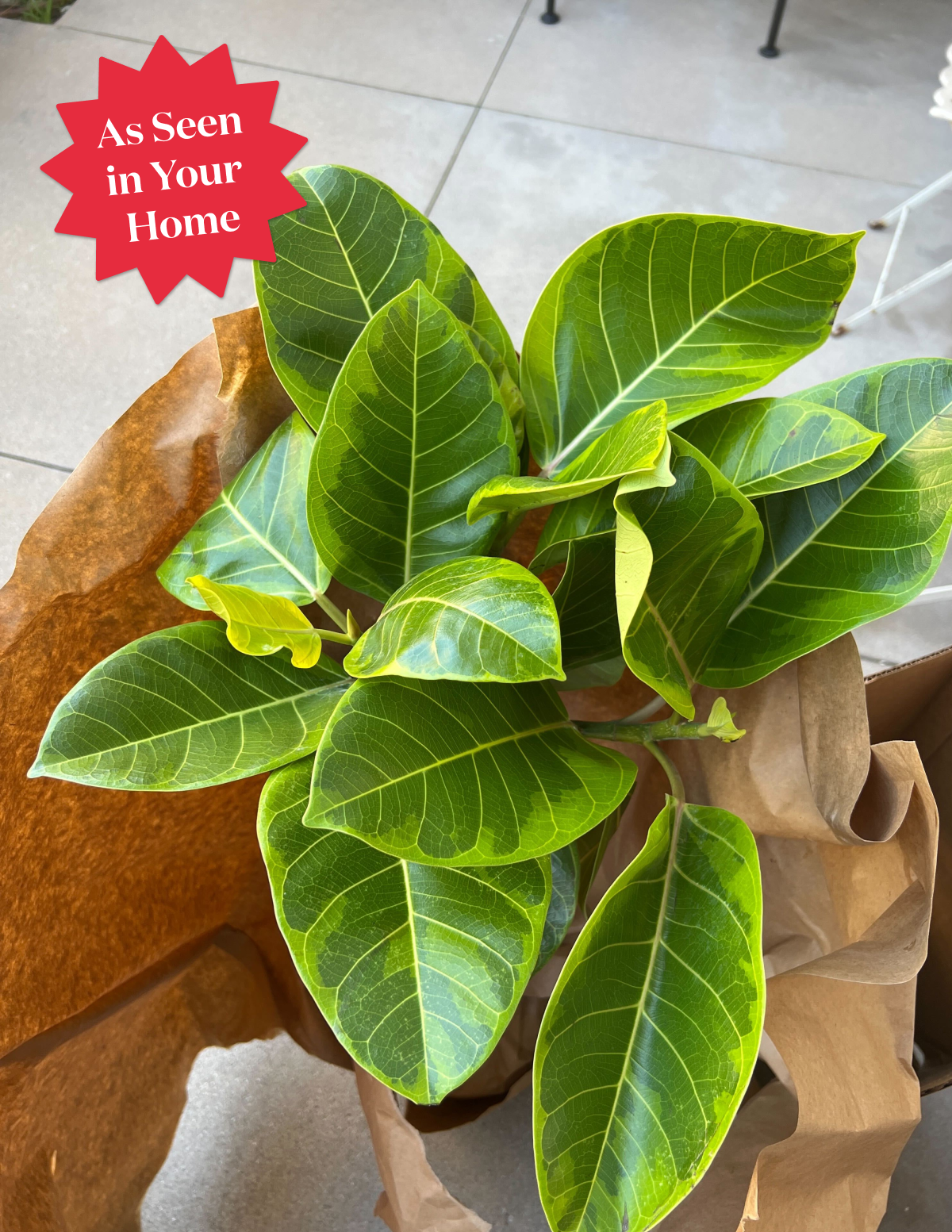 Büyük Ficus Altissima Ağacı