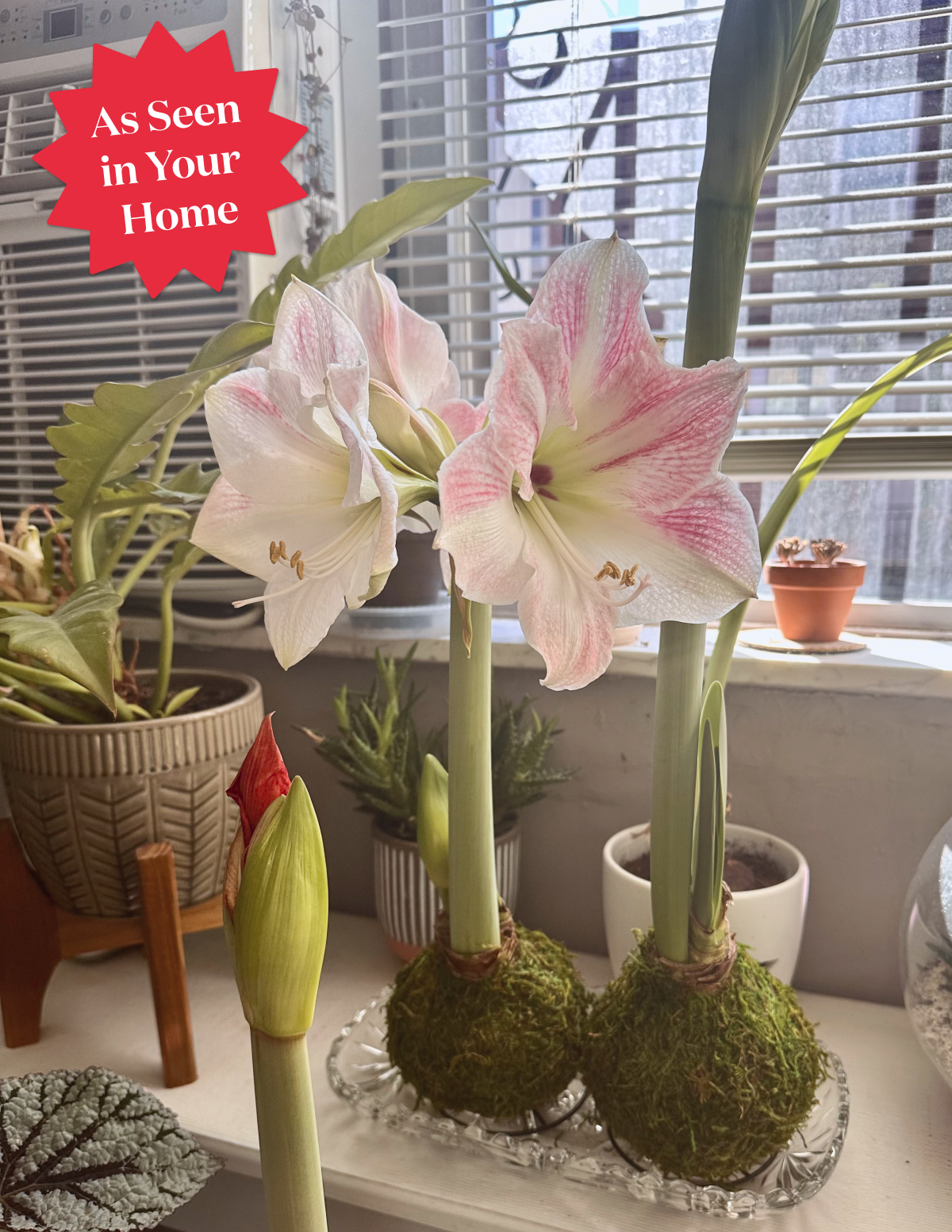 Mum Kaplı Amaryllis Soğanı