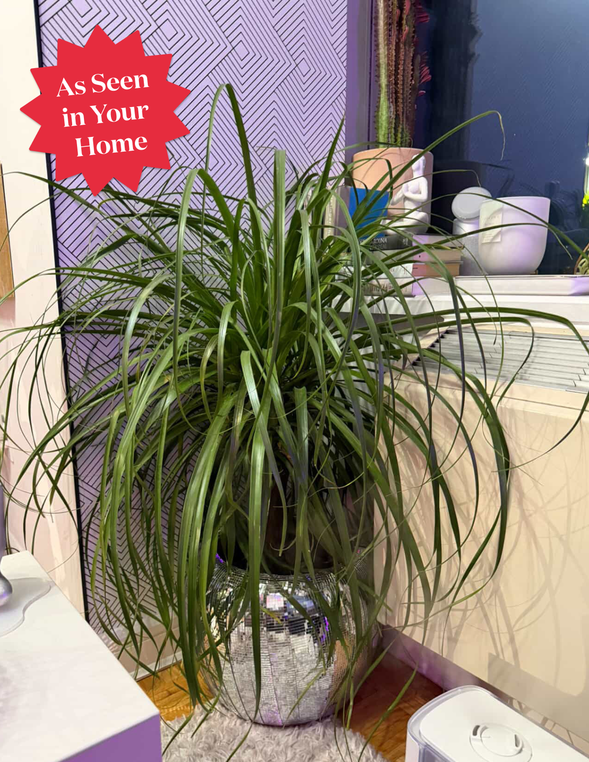 Ponytail Palm (Beaucarnea recurvata)
