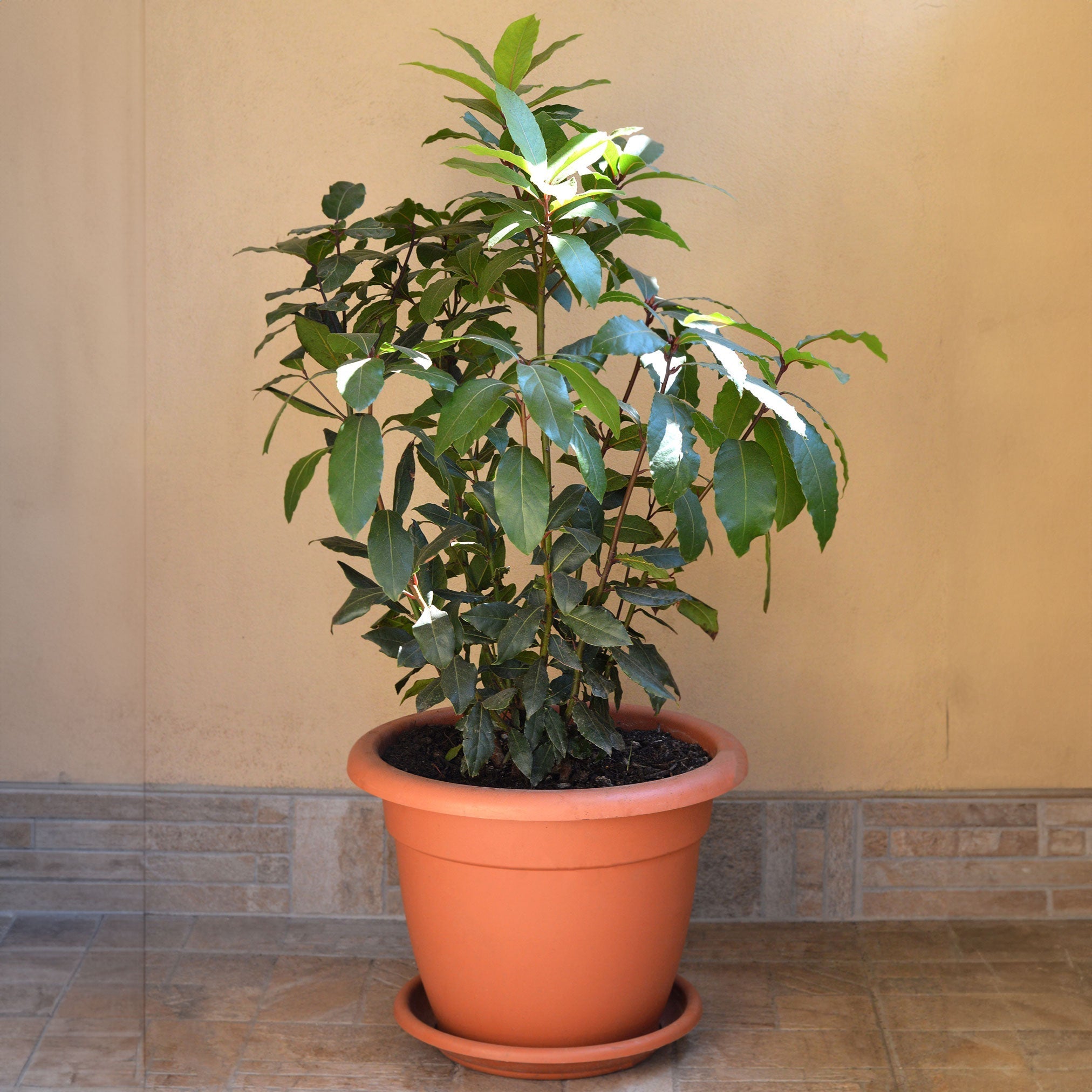 Defne Ağacı (Bay Laurel)