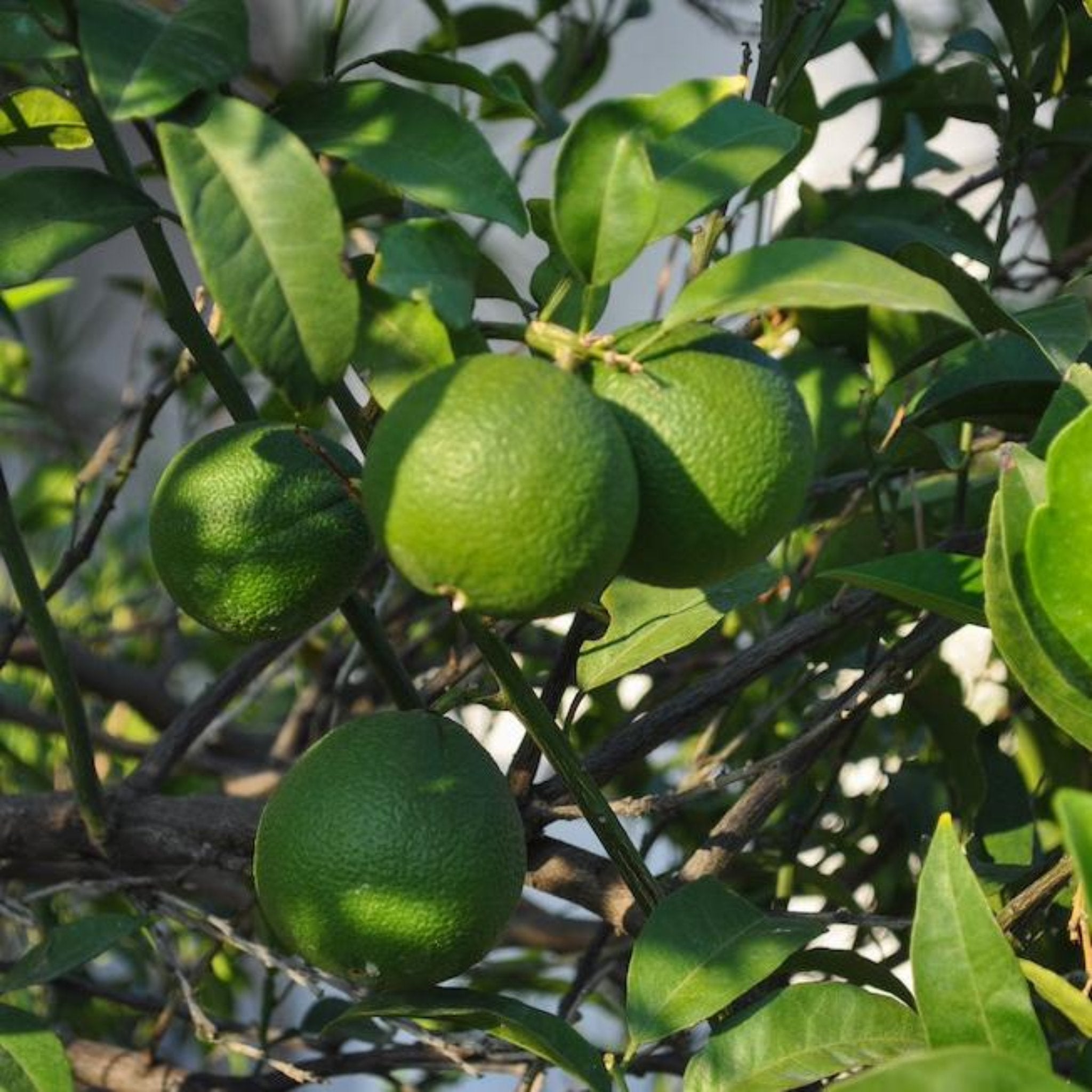 Persian 'Bearss' Misket Limonu Ağacı