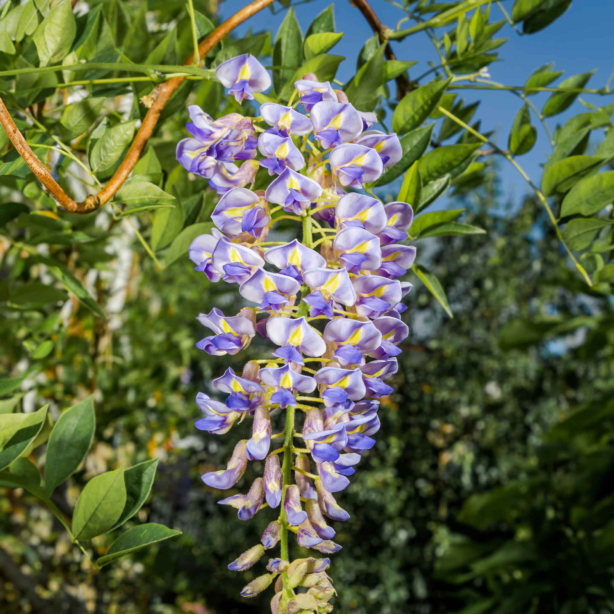 Blue Moon Wisteria (Amerikan Morsalkımı)