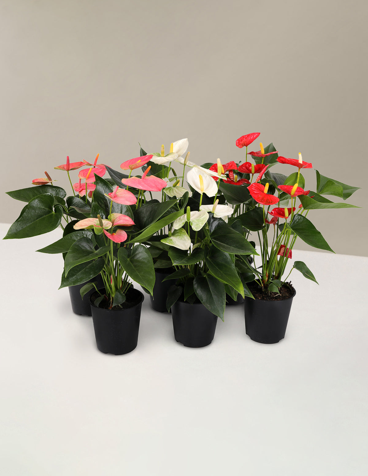 Renkli Anthurium Parti Paketi