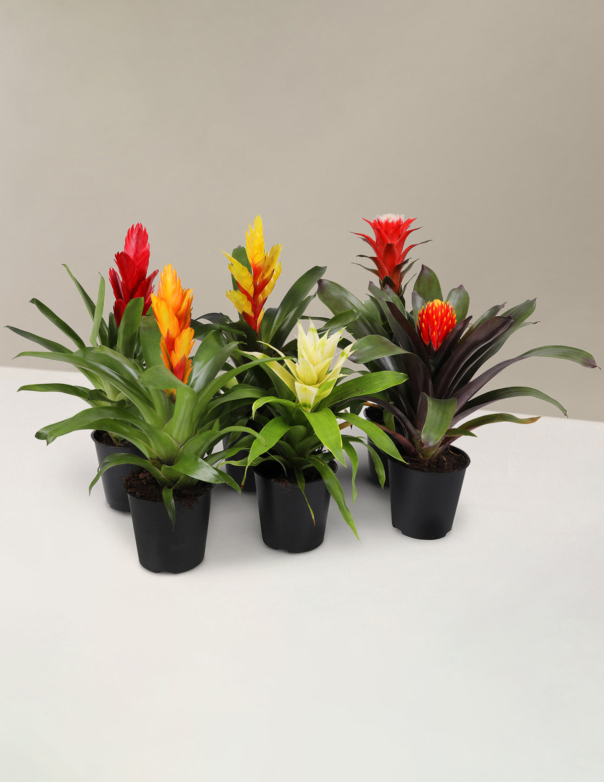 Bromeliad (Bromelya) Çeşitleri